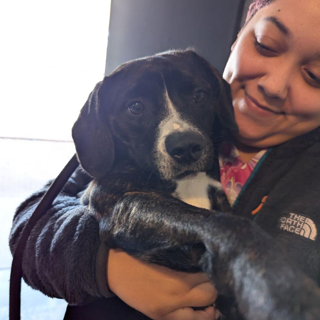 Baron Colby Jack of Sniffington, a ADOPTABLE mixed breed in Ocala, FL image 3/3