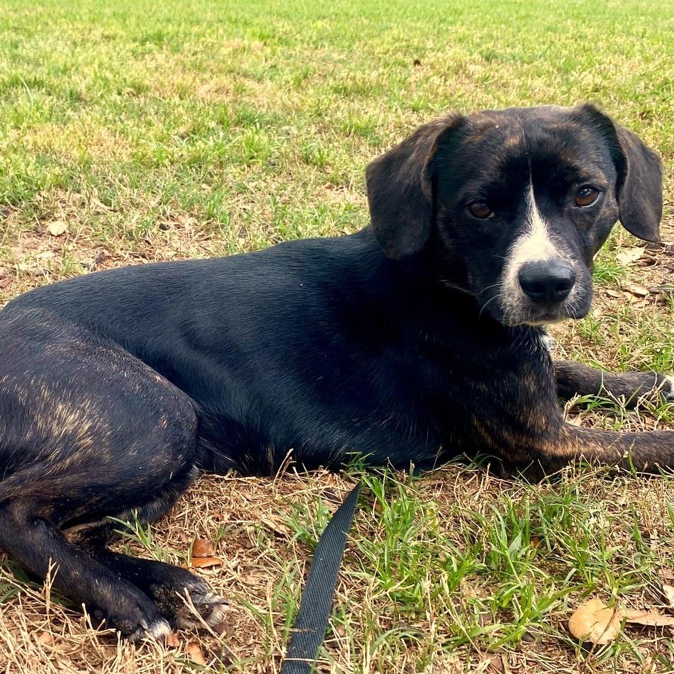 Enlarge Baron Colby Jack of Sniffington, a ADOPTABLE mixed breed in Ocala, FL image 2/5