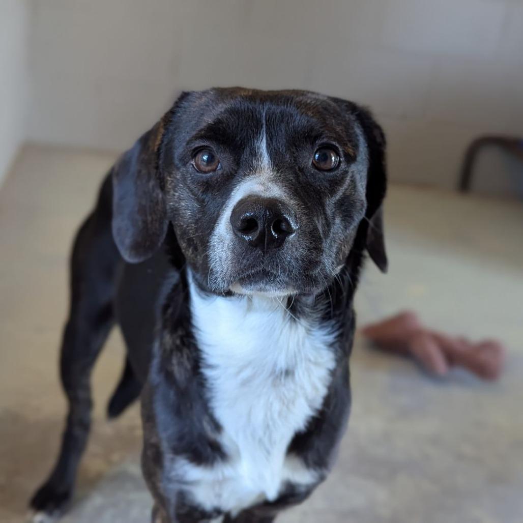 Baron Colby Jack of Sniffington, ADOPTABLE, Adult Male Beagle & Chihuahua.
