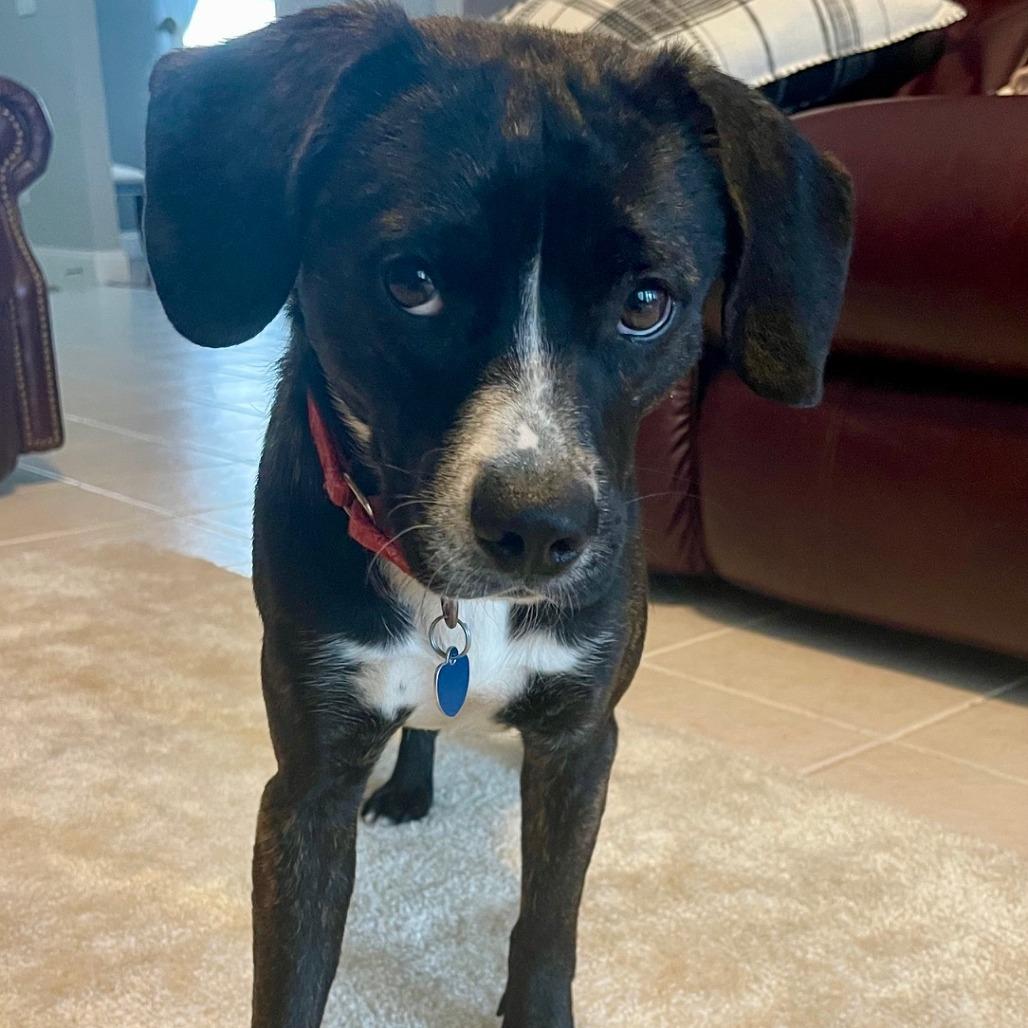 Enlarge Baron Colby Jack of Sniffington, a ADOPTABLE mixed breed in Ocala, FL image 3/5
