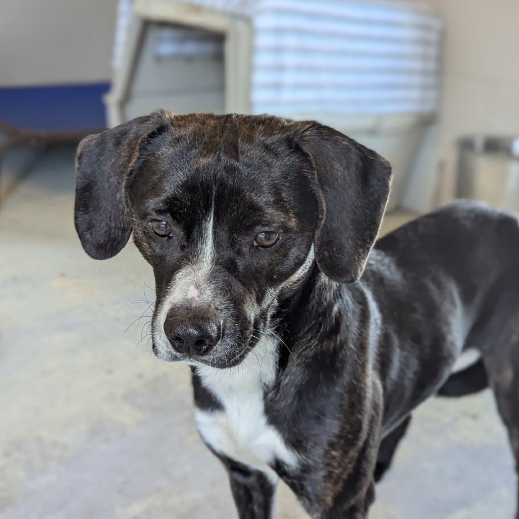 Baron Colby Jack of Sniffington, a ADOPTABLE mixed breed in Ocala, FL image 2/3