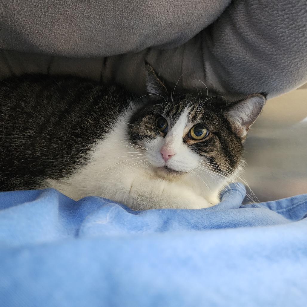 Heffa, Adoptable, Senior Female Domestic Short Hair.