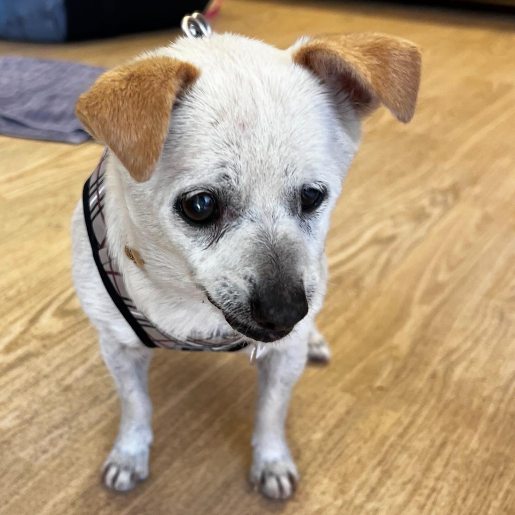 Winning Colors 14024, Adoptable, Senior Female Chihuahua.
