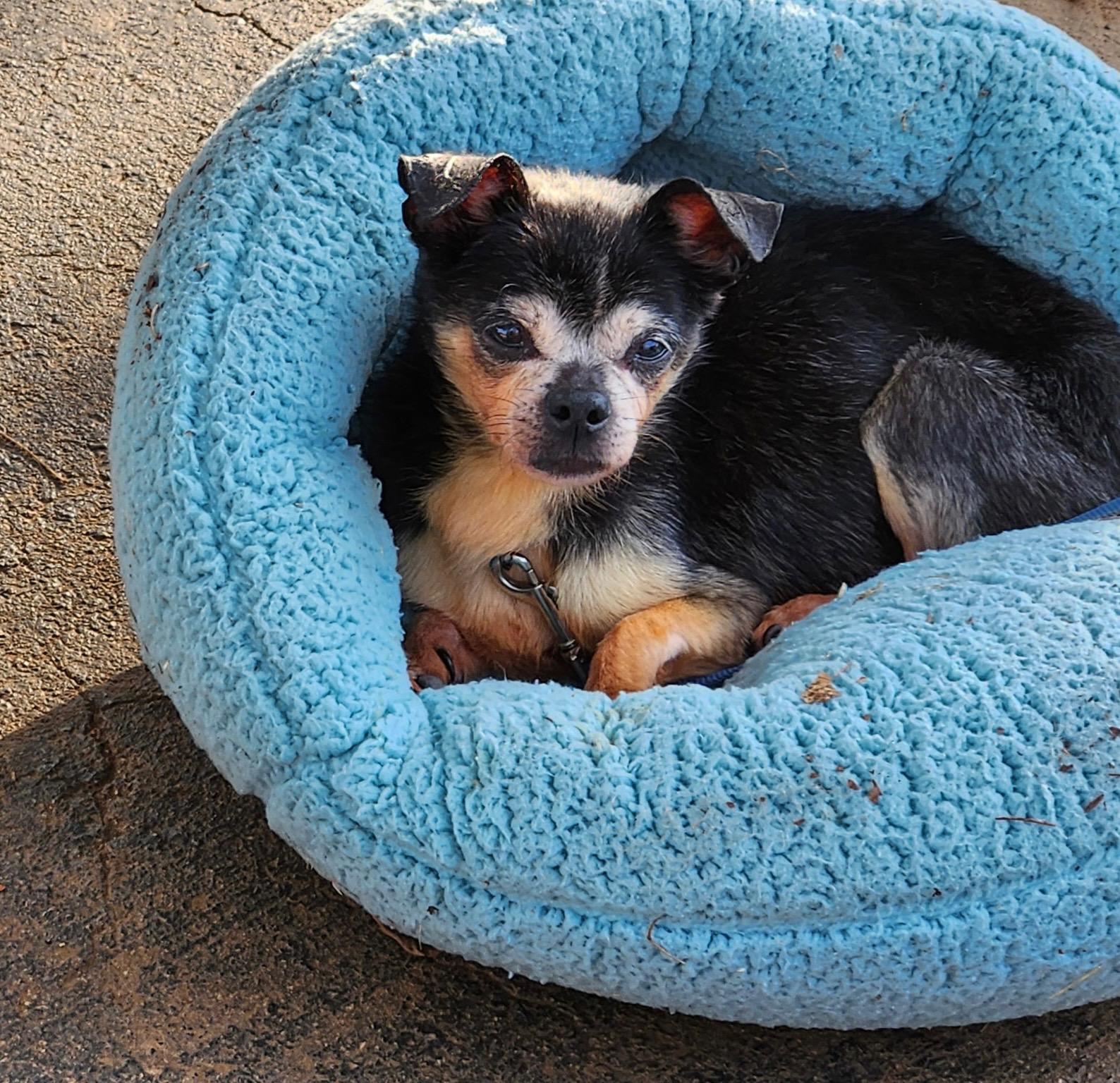 Enlarge Spike, a Adoptable mixed breed in Greensboro, NC image 2/2