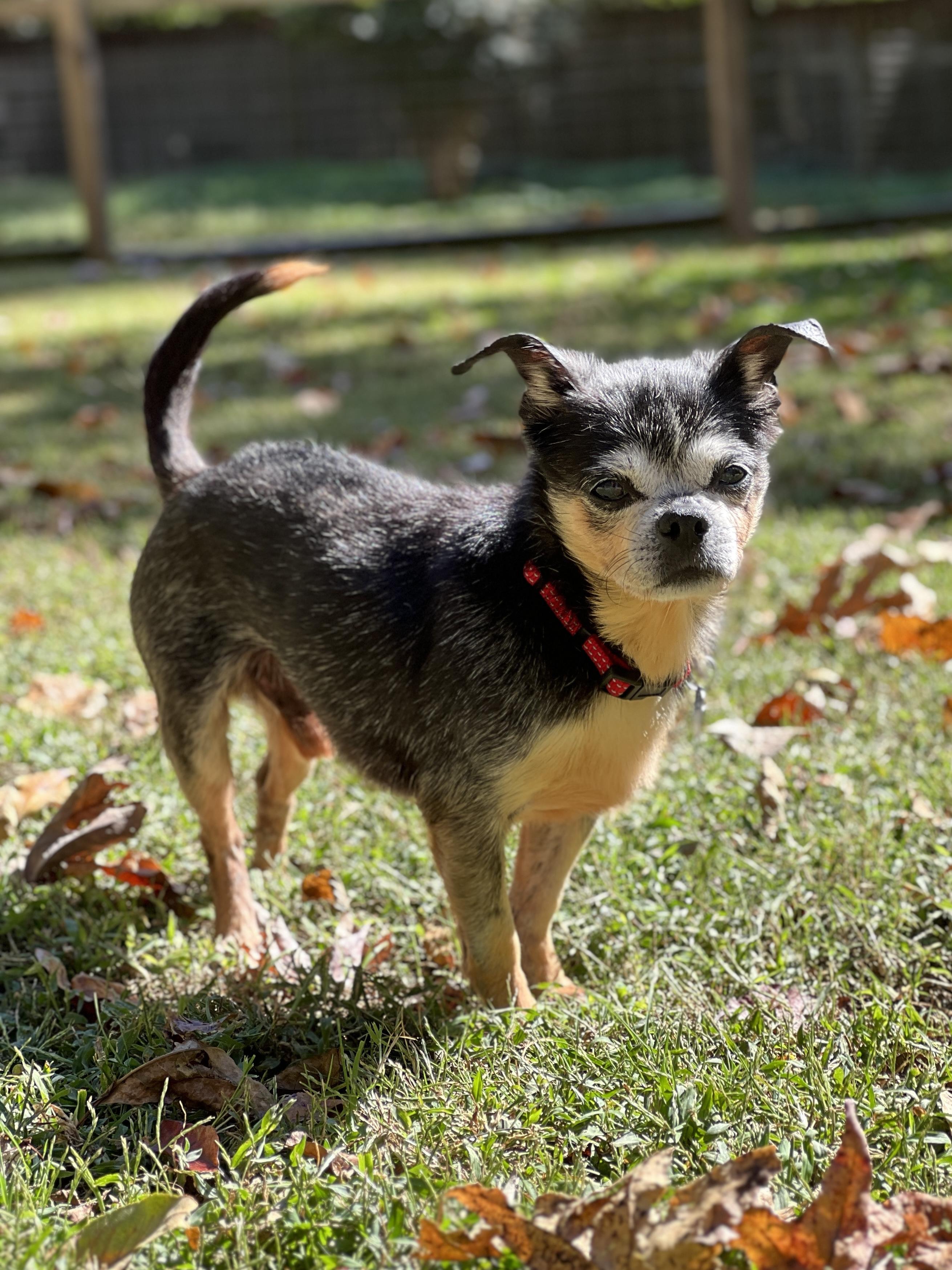 Spike, Adoptable, Senior Male Chihuahua.