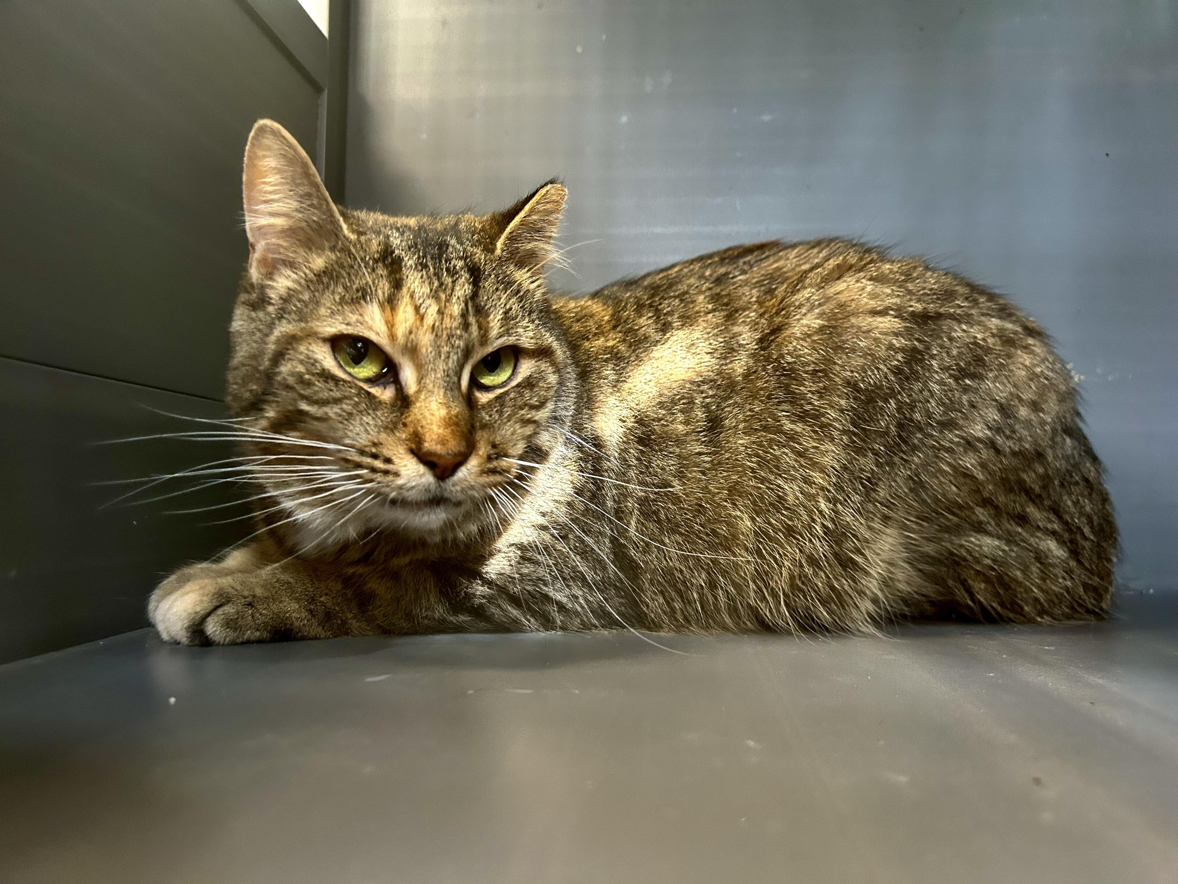 Enlarge Serena, a Adoptable Tabby in Grand Rapids, MI image 5/6