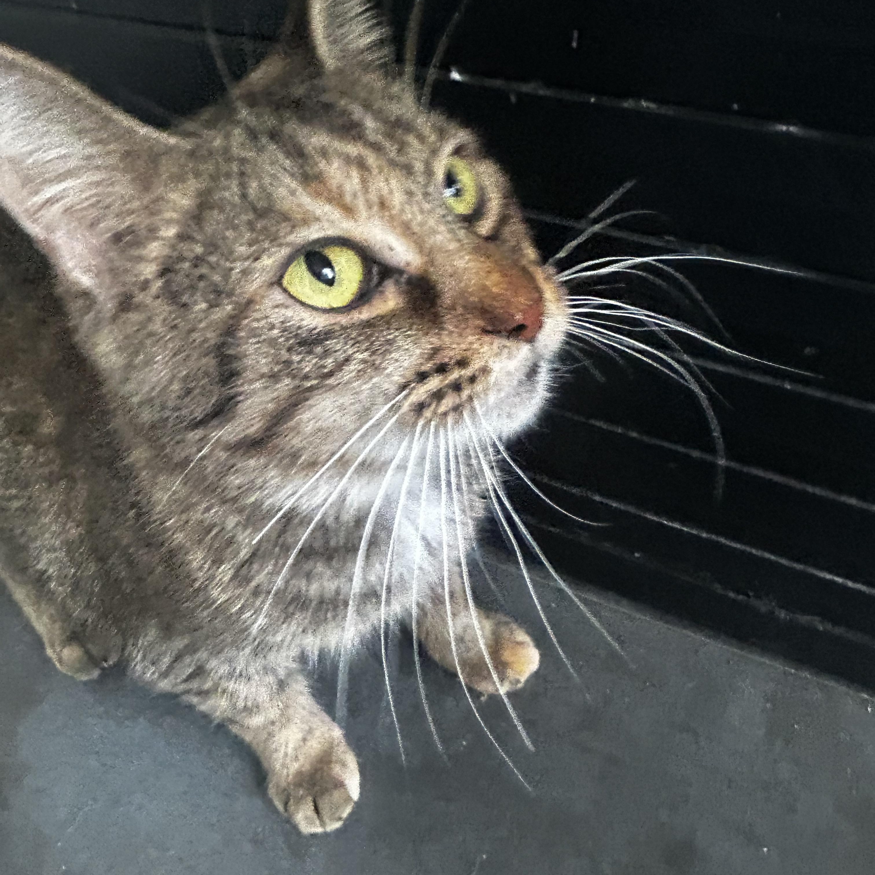 Serena, a Adoptable Tabby in Grand Rapids, MI image 2/6