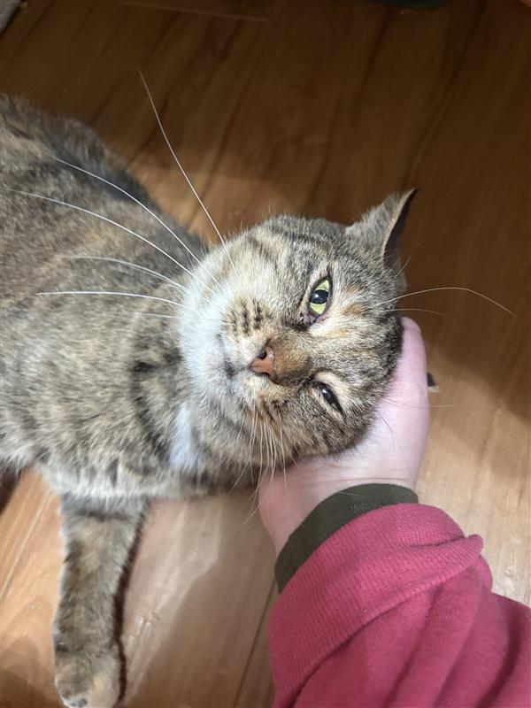 Serena, Adoptable, Adult Female Tabby.