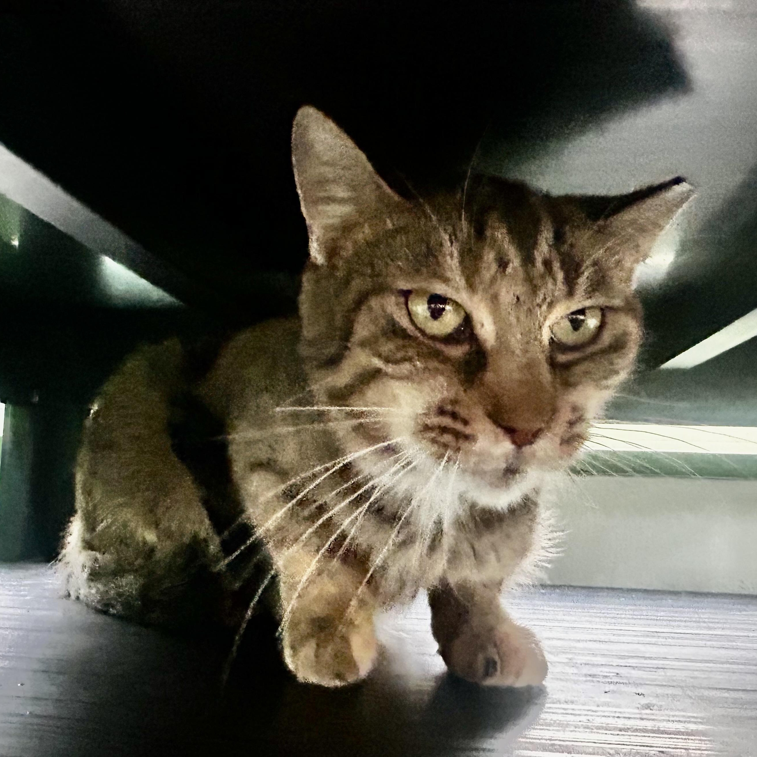 Serena, a Adoptable Tabby in Grand Rapids, MI image 3/6