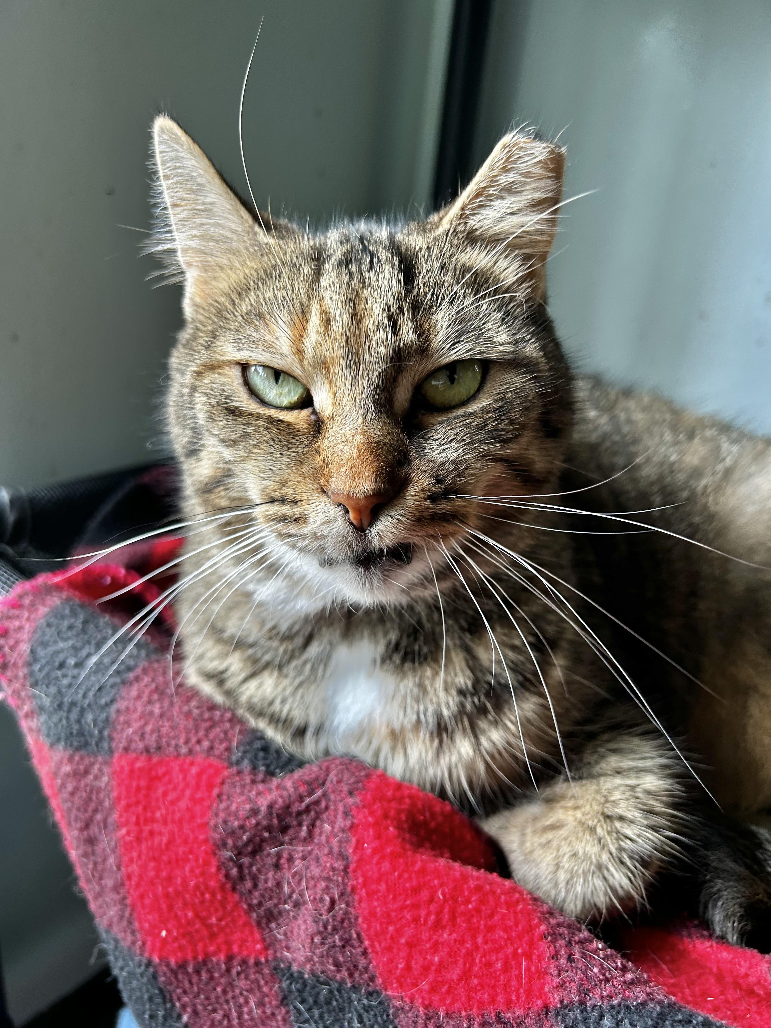 Serena, Adoptable, Adult Female Tabby.
