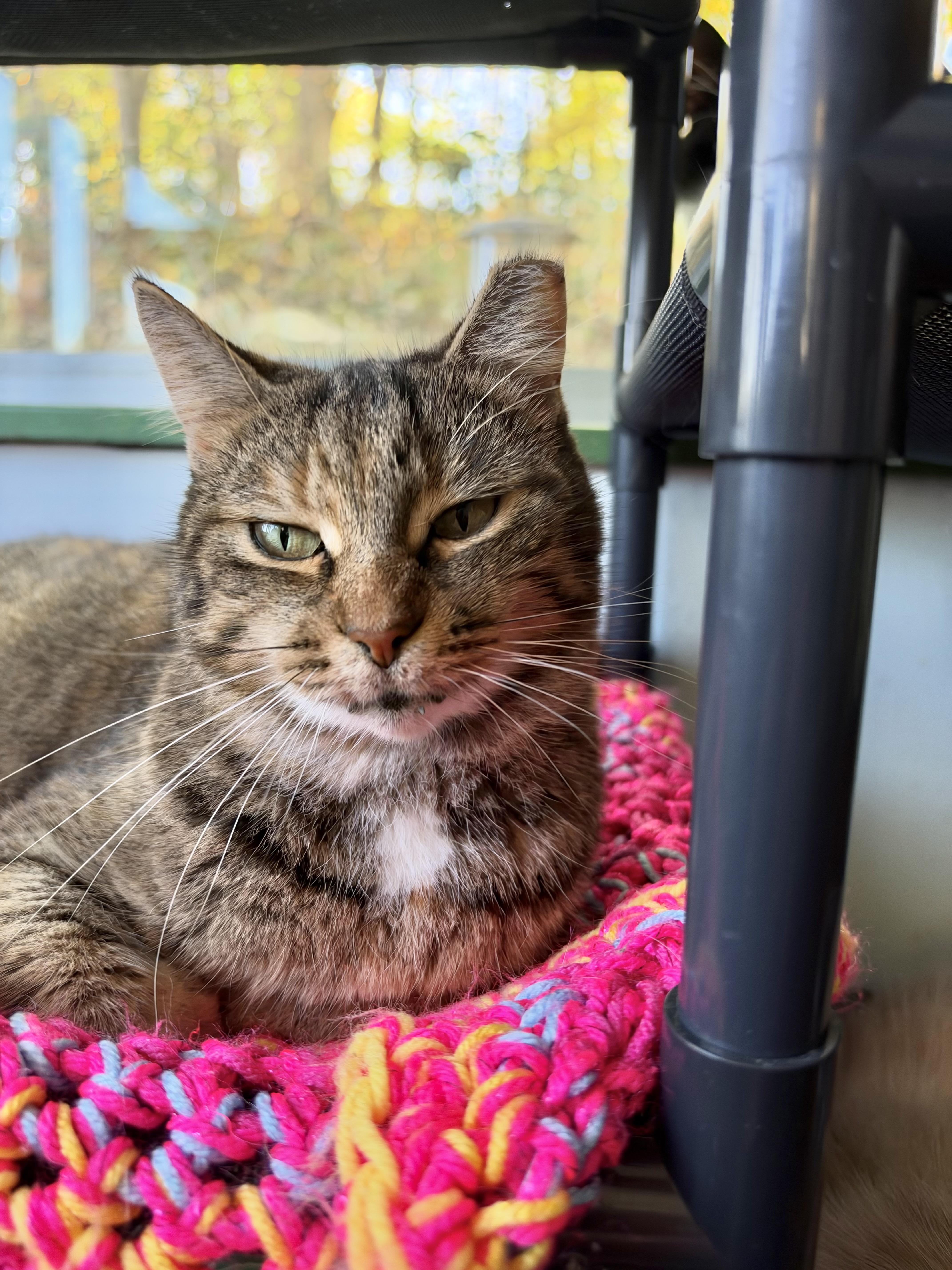Enlarge Serena, a Adoptable Tabby in Grand Rapids, MI image 6/6