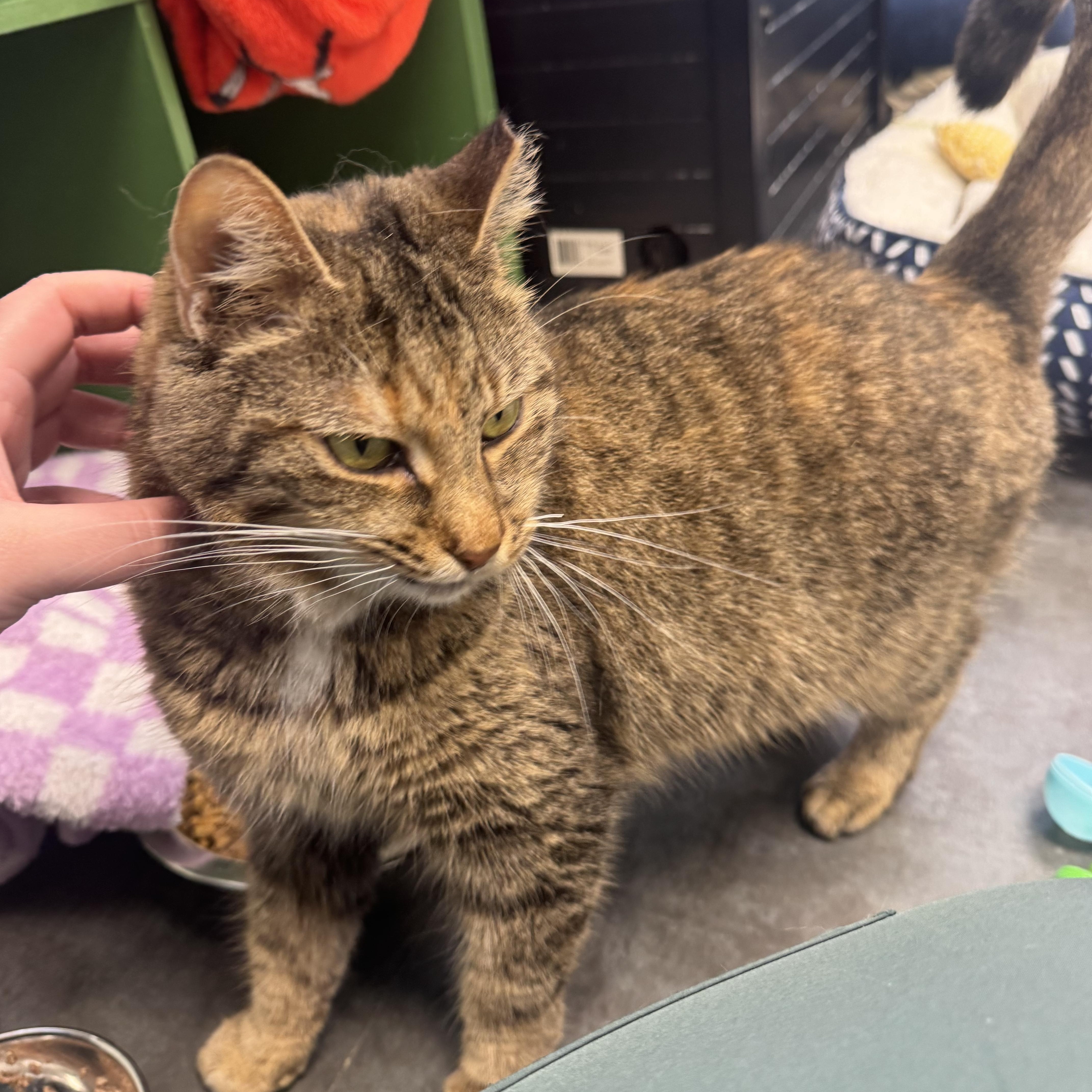 Enlarge Serena, a Adoptable Tabby in Grand Rapids, MI image 1/6