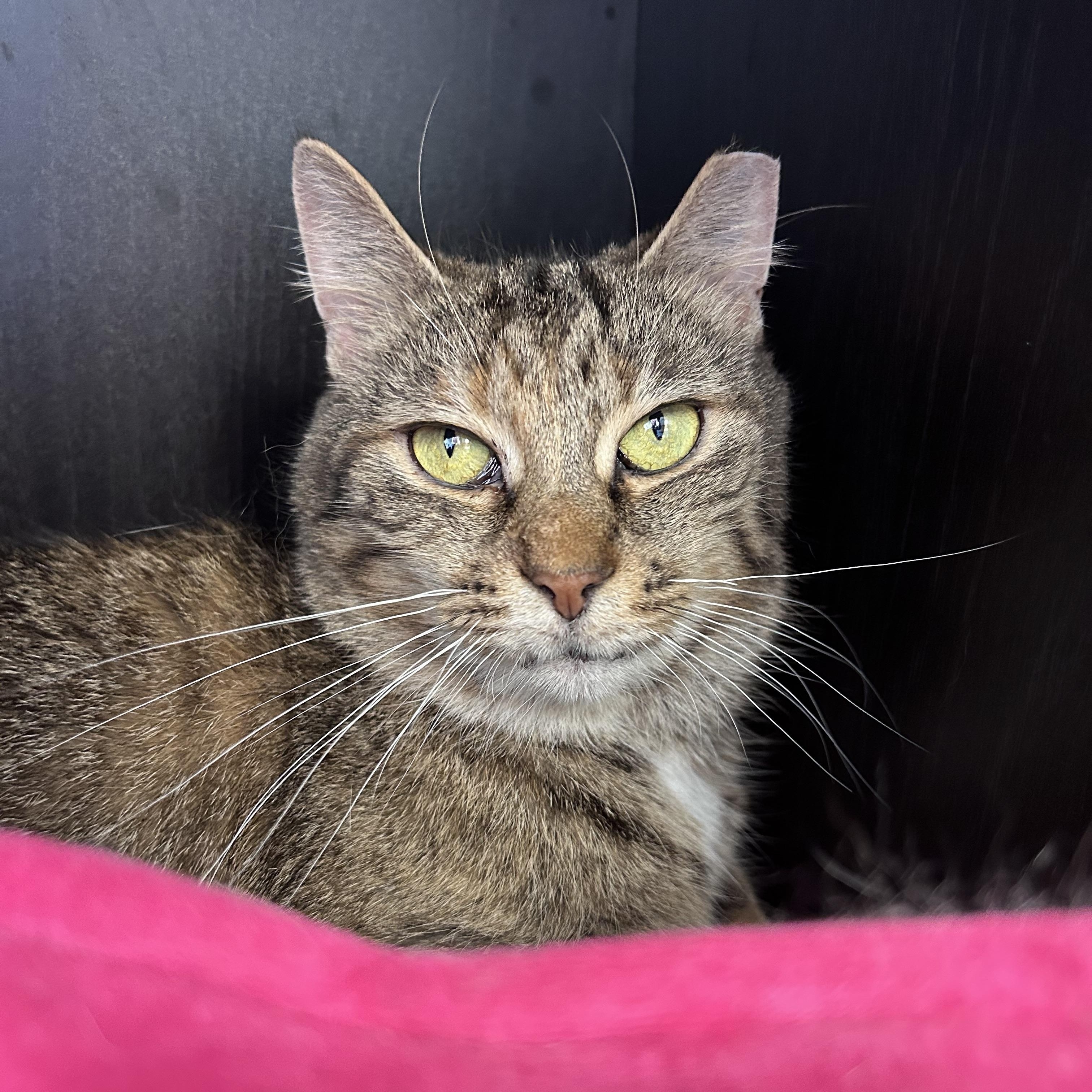 Enlarge Serena, a Adoptable Tabby in Grand Rapids, MI image 1/6