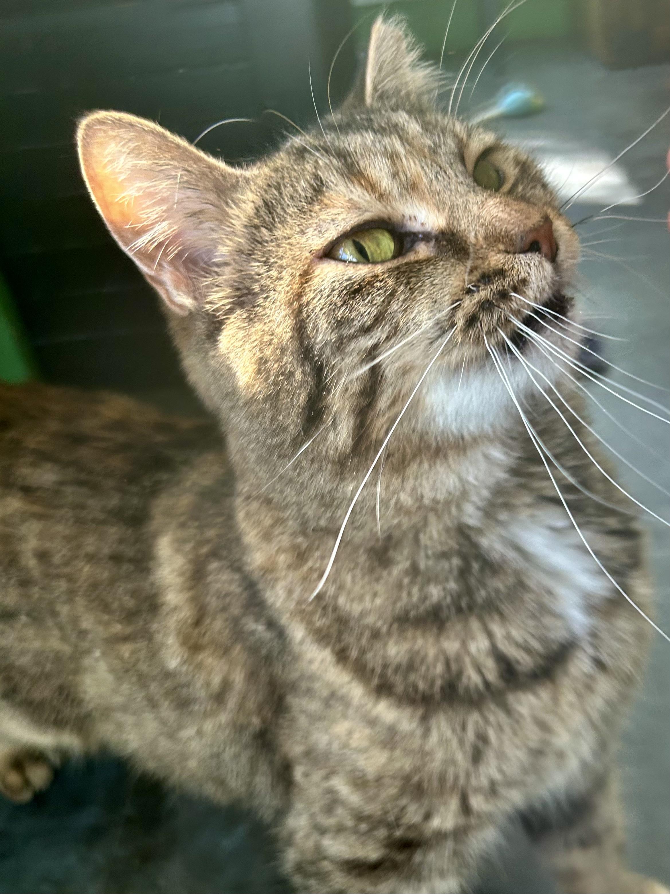 Enlarge Serena, a Adoptable Tabby in Grand Rapids, MI image 6/6