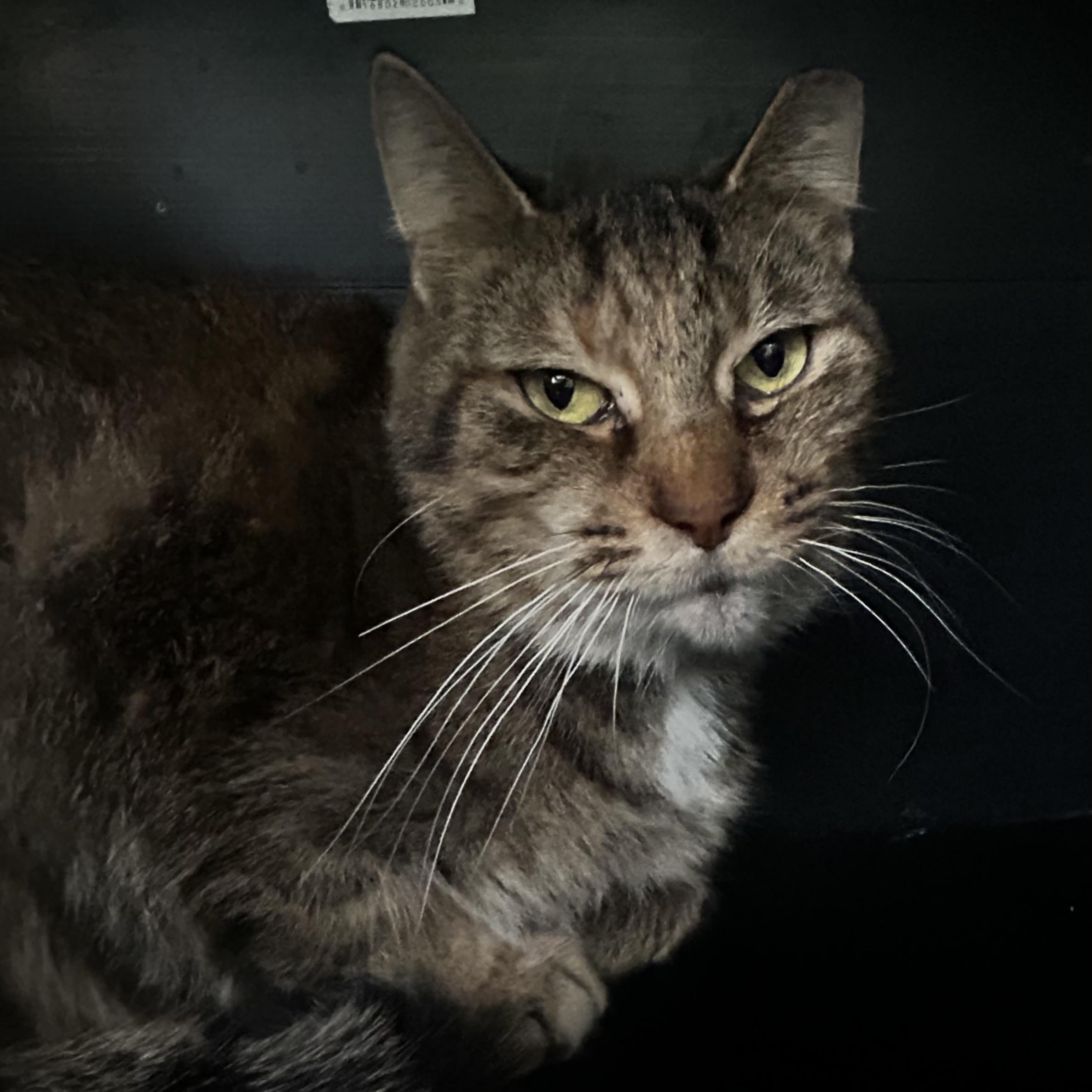 Serena, a Adoptable Tabby in Grand Rapids, MI image 4/6