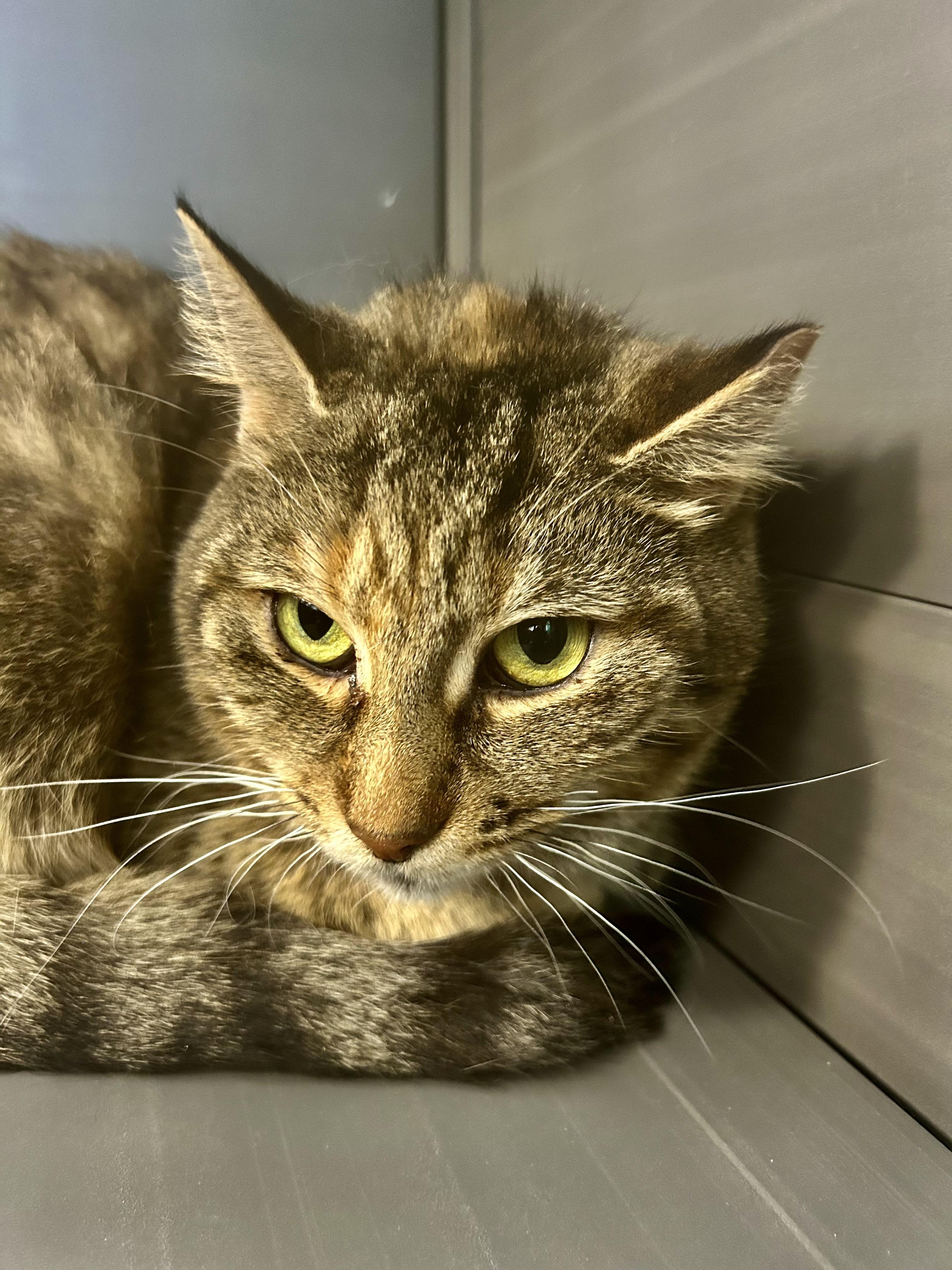 Enlarge Serena, a Adoptable Tabby in Grand Rapids, MI image 2/6