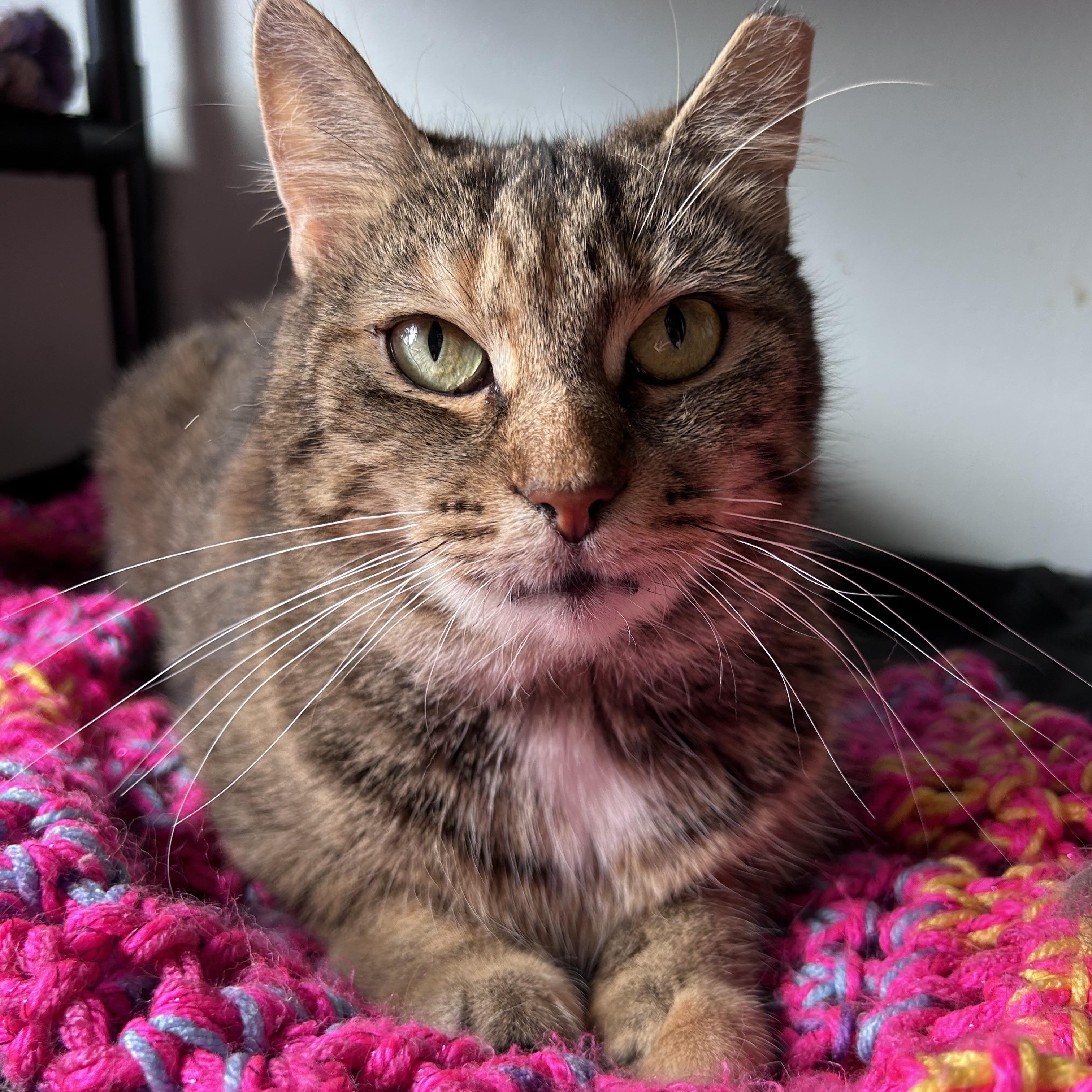 Enlarge Serena, a Adoptable Tabby in Grand Rapids, MI image 1/6