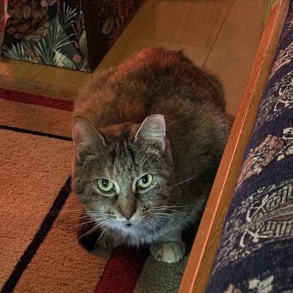 Enlarge Serena, a Adoptable Tabby in Grand Rapids, MI image 1/6