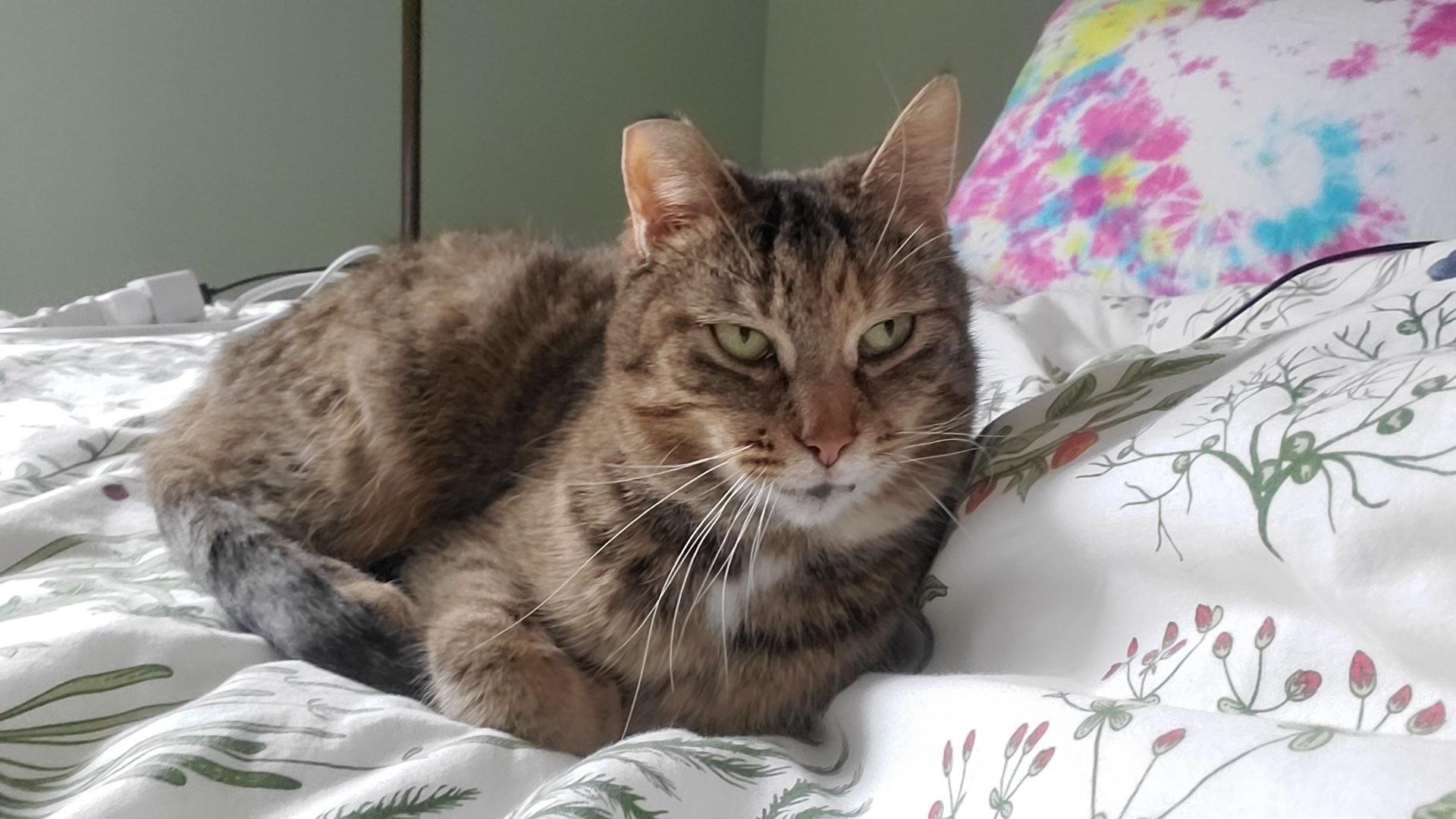 Enlarge Serena, a Adoptable Tabby in Grand Rapids, MI image 4/6