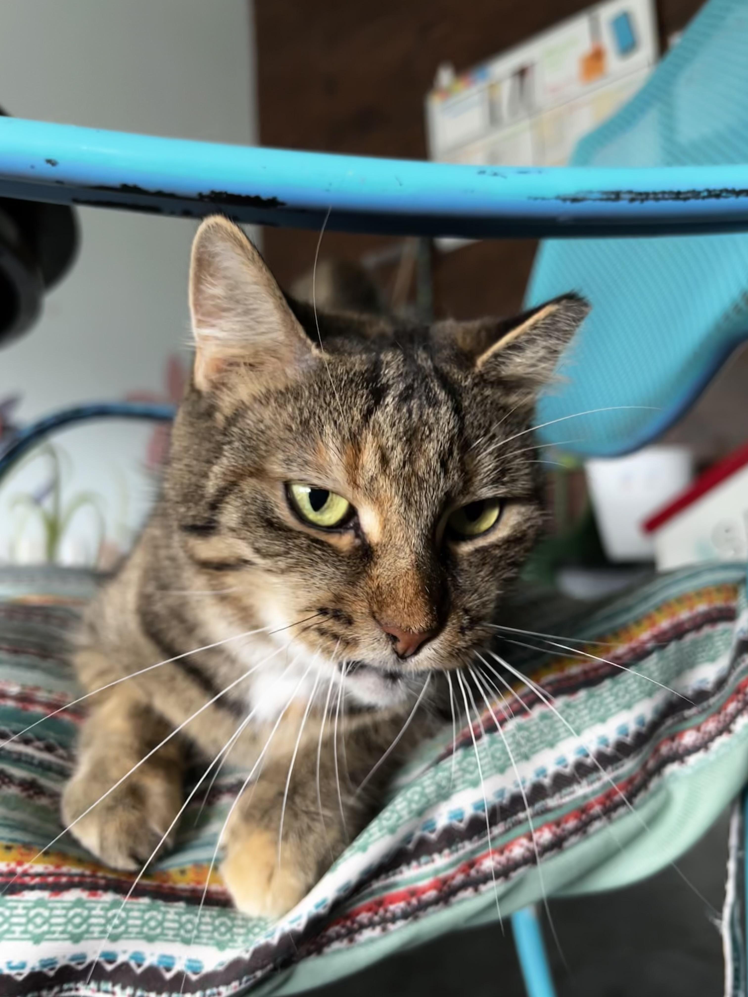 Enlarge Serena, a Adoptable Tabby in Grand Rapids, MI image 6/6