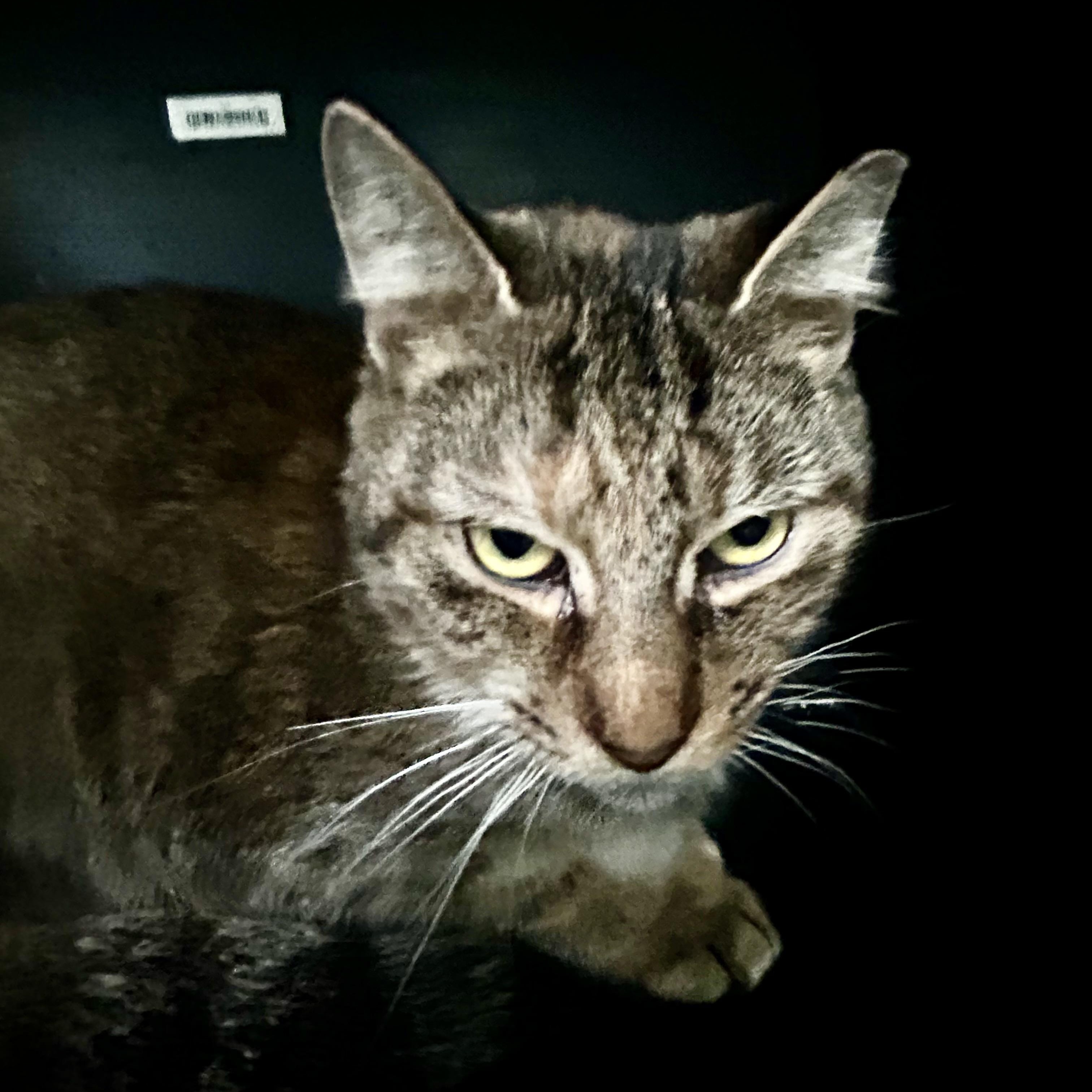 Serena, a Adoptable Tabby in Grand Rapids, MI image 6/6