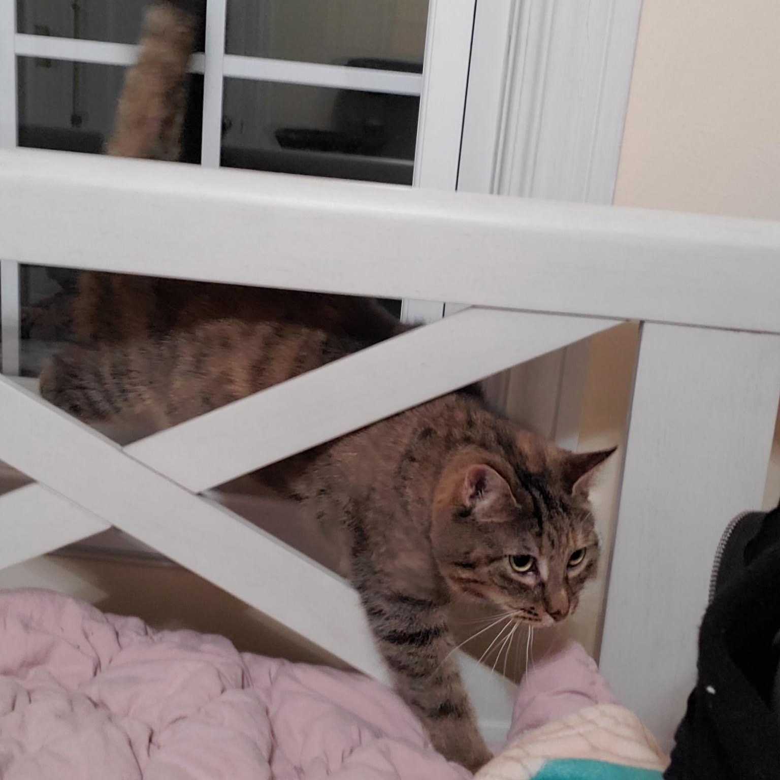 Enlarge Serena, a Adoptable Tabby in Grand Rapids, MI image 6/6