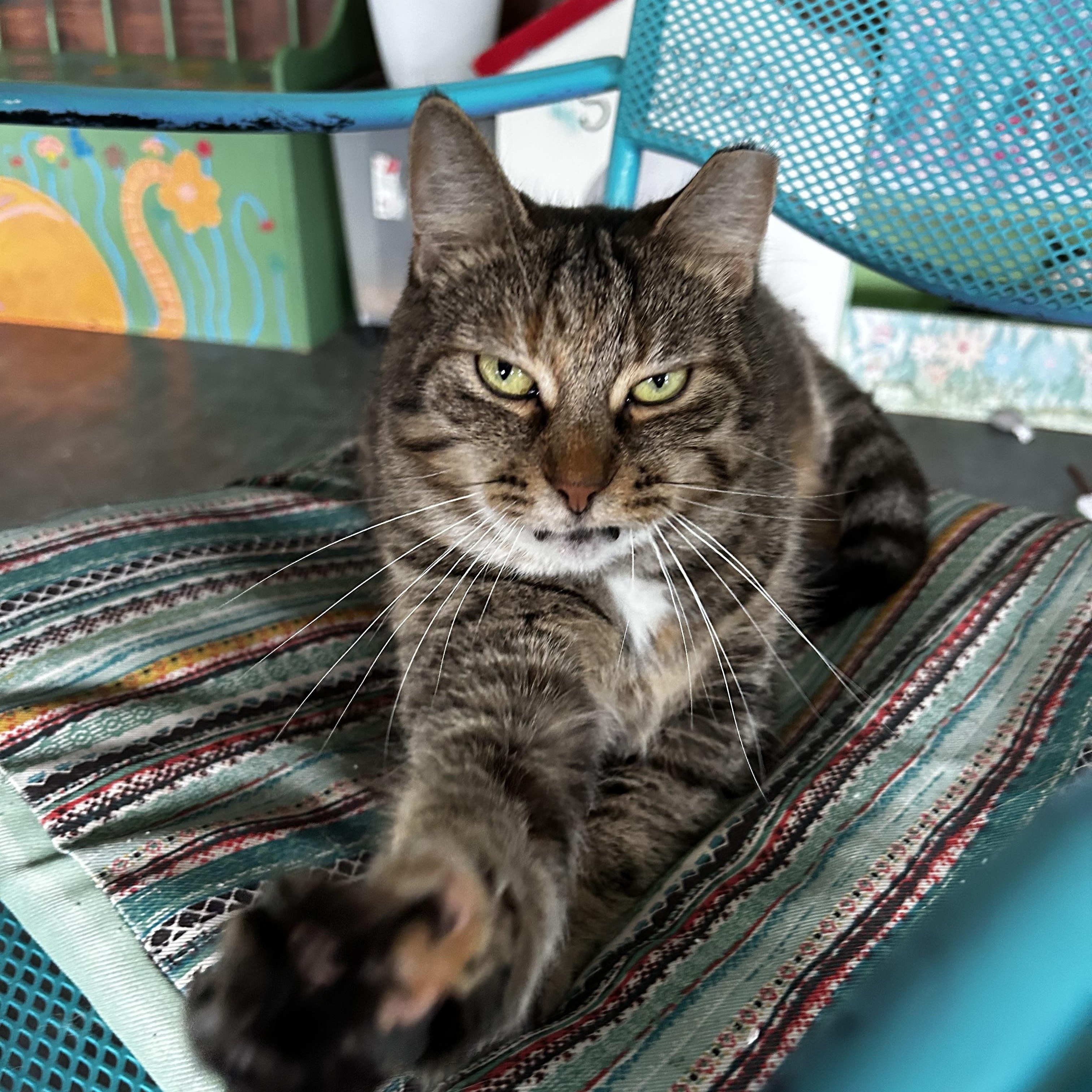 Serena, Adoptable, Adult Female Tabby.