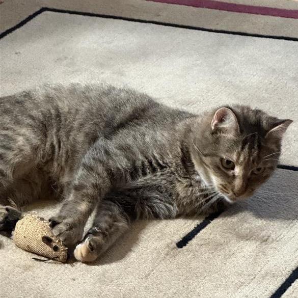 Enlarge Serena, a Adoptable Tabby in Grand Rapids, MI image 2/6