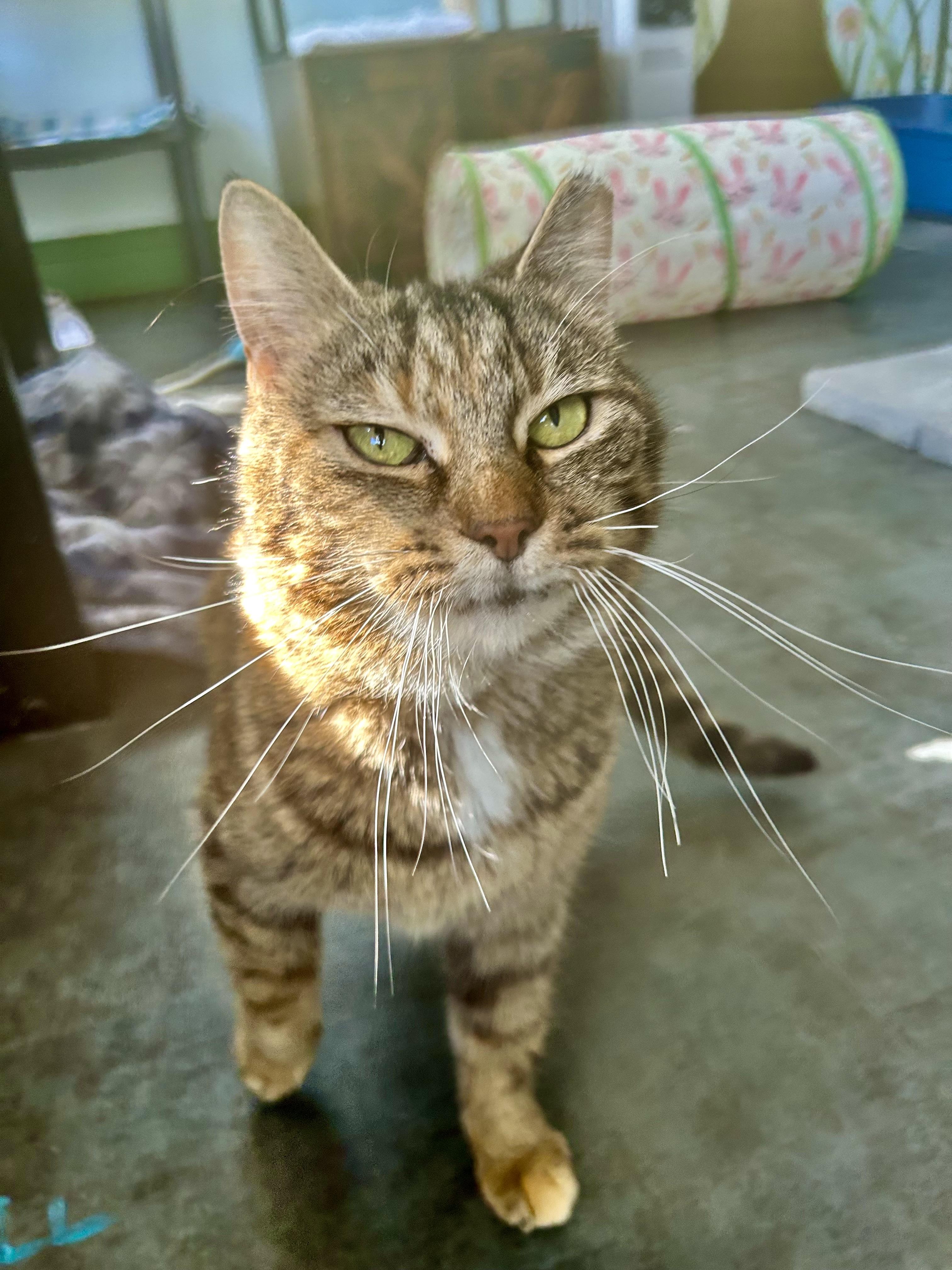 Serena, Adoptable, Adult Female Tabby.