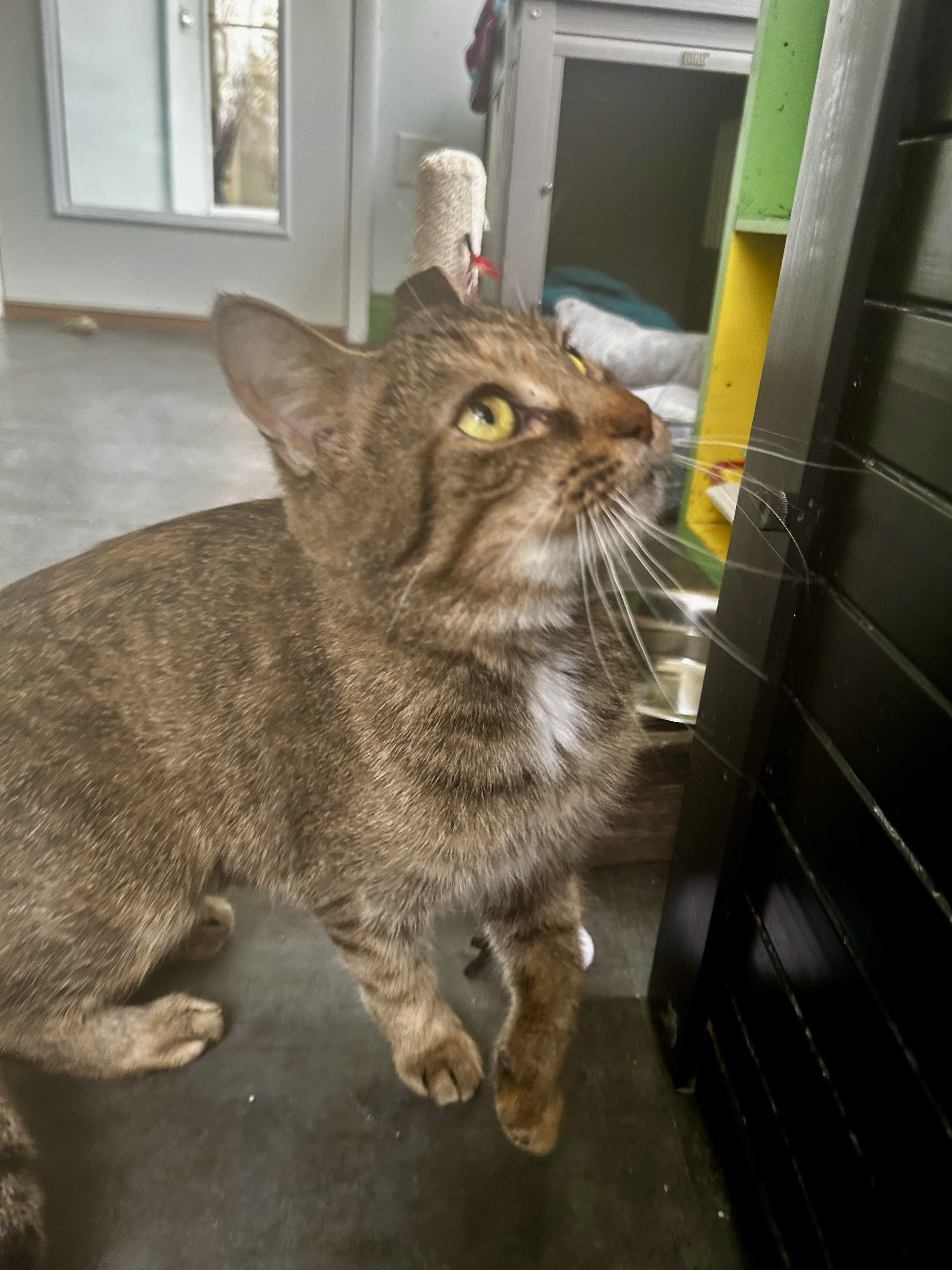 Enlarge Serena, a Adoptable Tabby in Grand Rapids, MI image 3/6