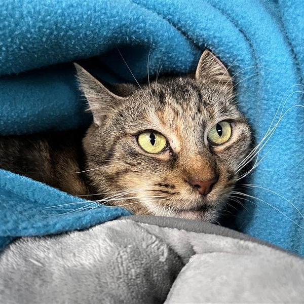 Serena, Adoptable, Adult Female Tabby.