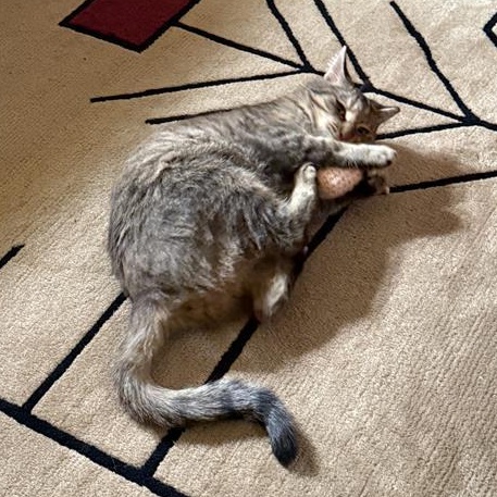 Enlarge Serena, a Adoptable Tabby in Grand Rapids, MI image 5/6