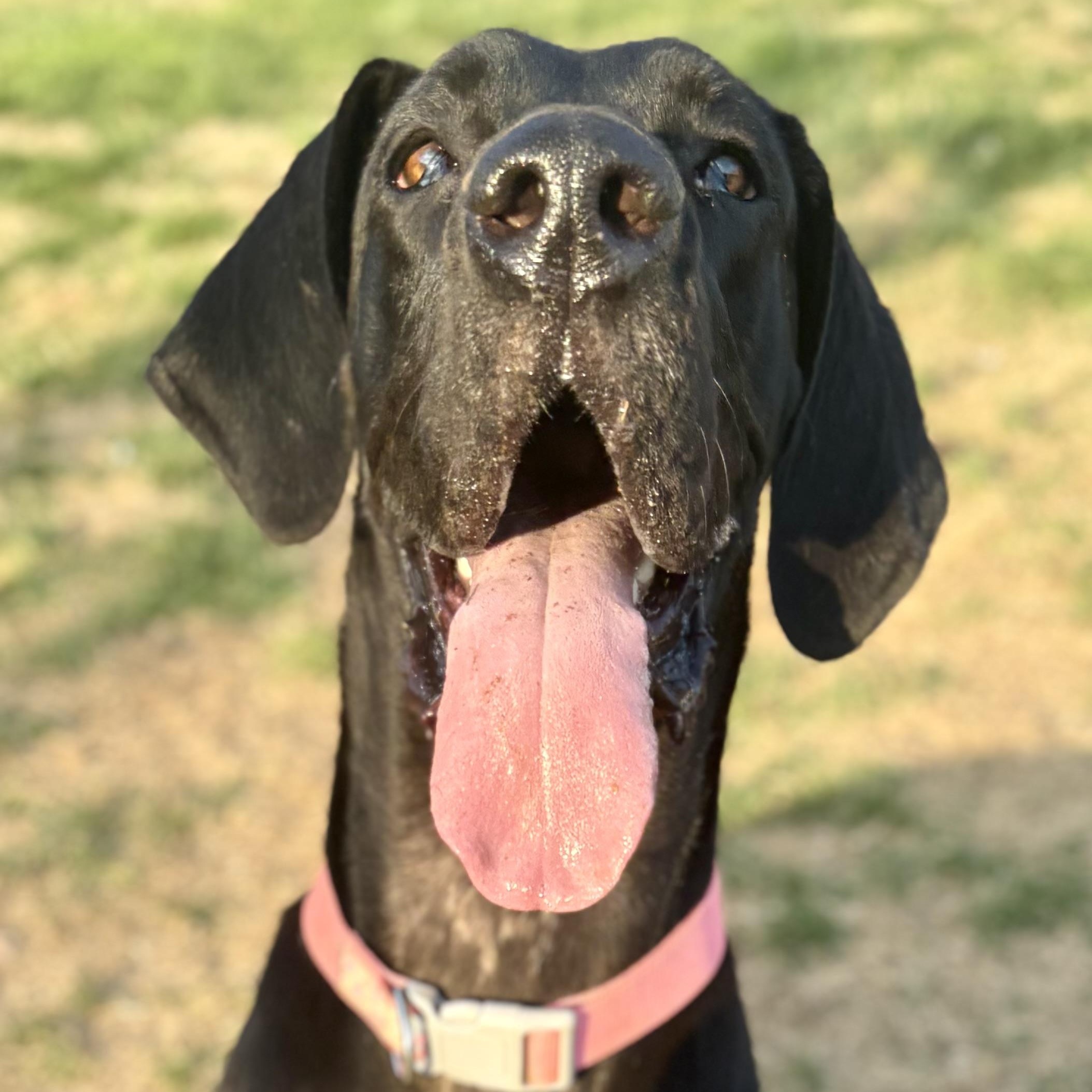 Enlarge Gypsy, an adoptable Great Dane in Knoxville, TN image 1/4
