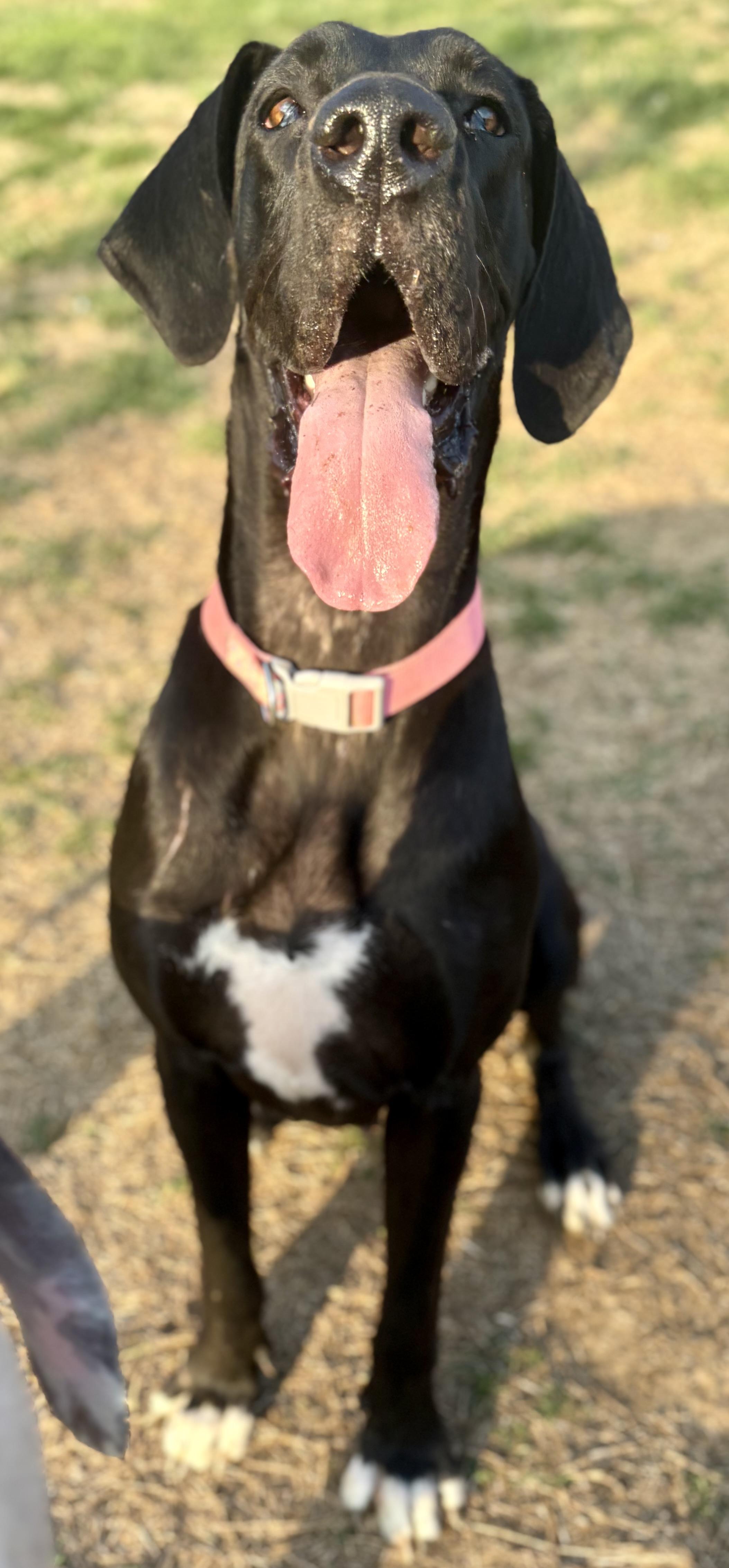 Enlarge Gypsy, an adoptable Great Dane in Knoxville, TN image 1/4