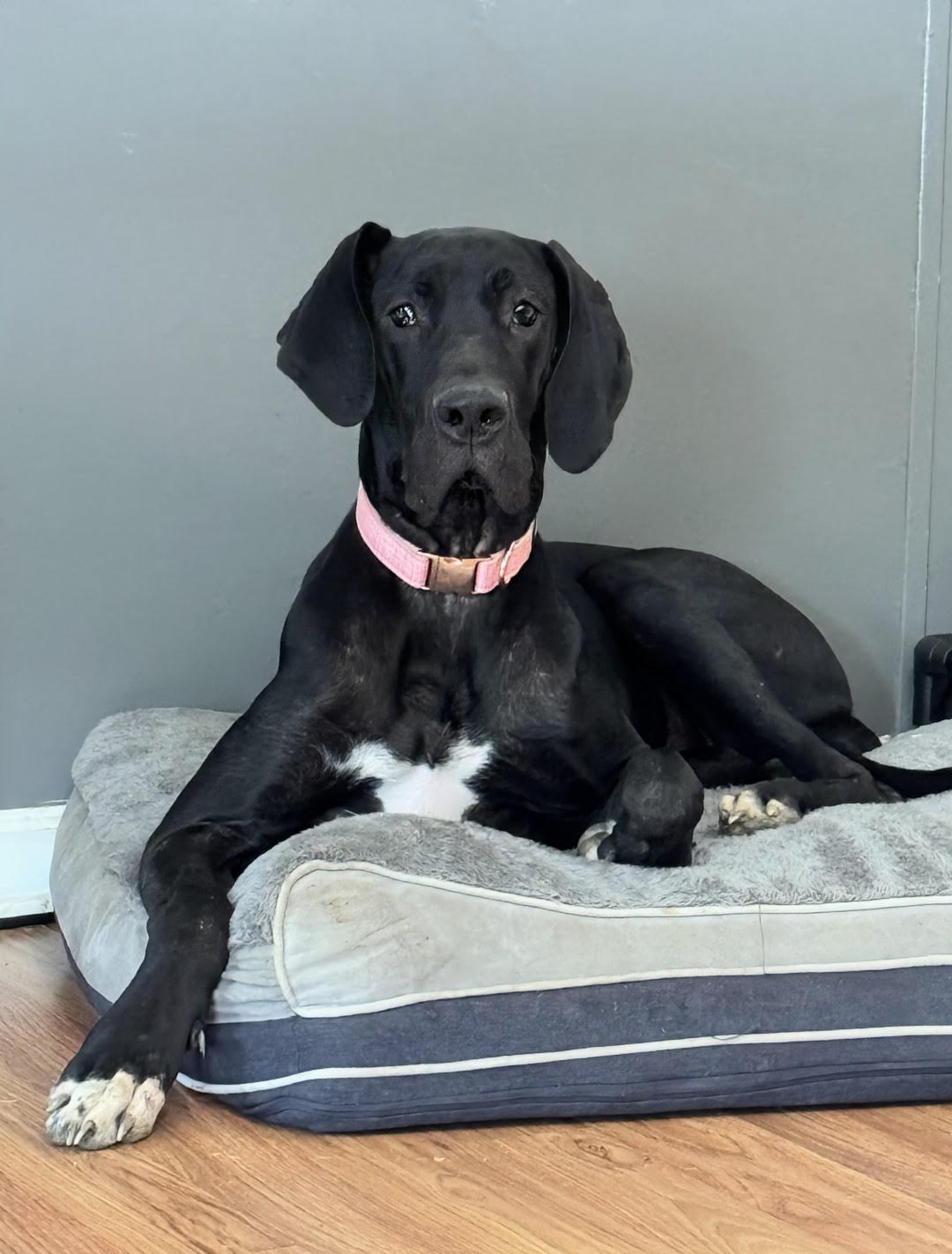 Enlarge Gypsy, an adoptable Great Dane in Knoxville, TN image 2/4