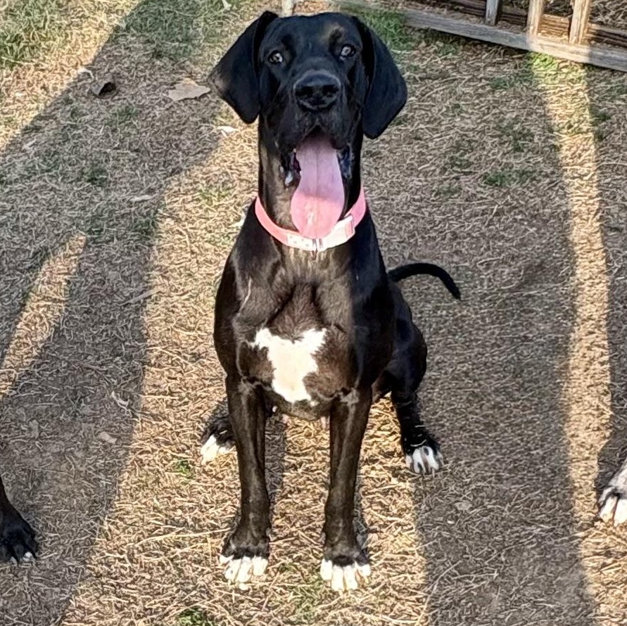 Enlarge Gypsy, an adoptable Great Dane in Knoxville, TN image 4/4