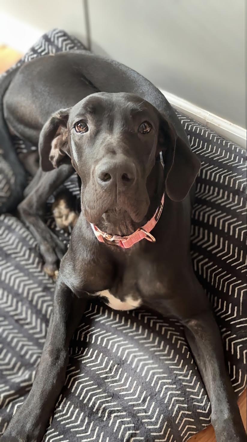 Enlarge Gypsy, an adoptable Great Dane in Knoxville, TN image 3/4