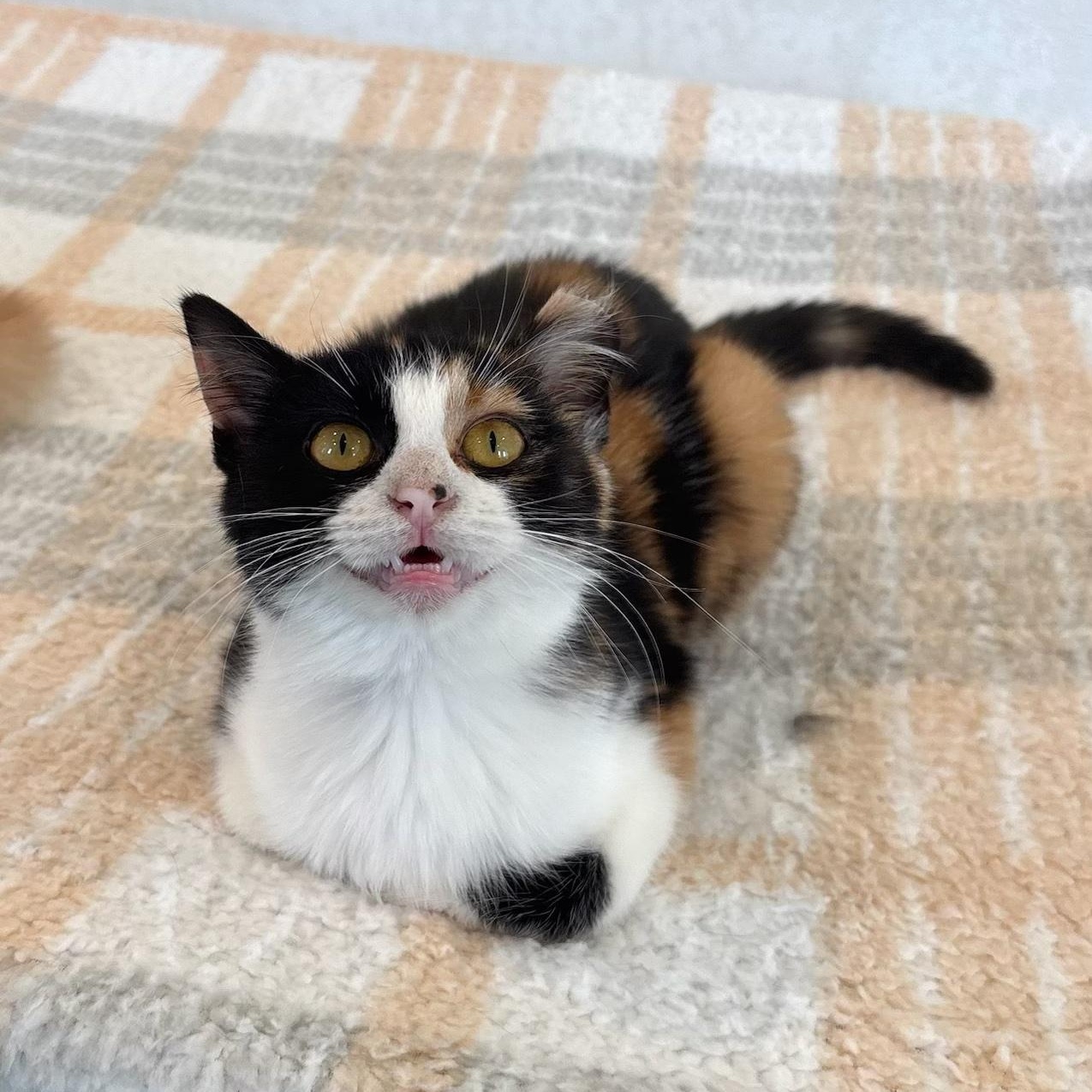 Rosemary, Adoptable, Young Female Domestic Short Hair.