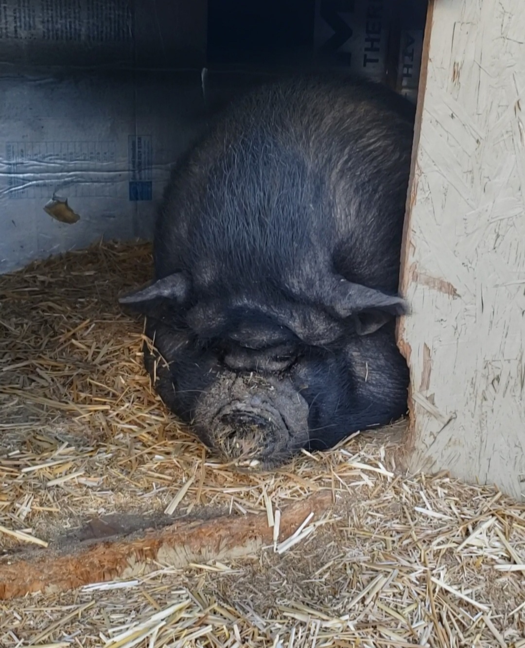 Spoiled pot belly piggies, Adoptable, Adult Female Pot Bellied.