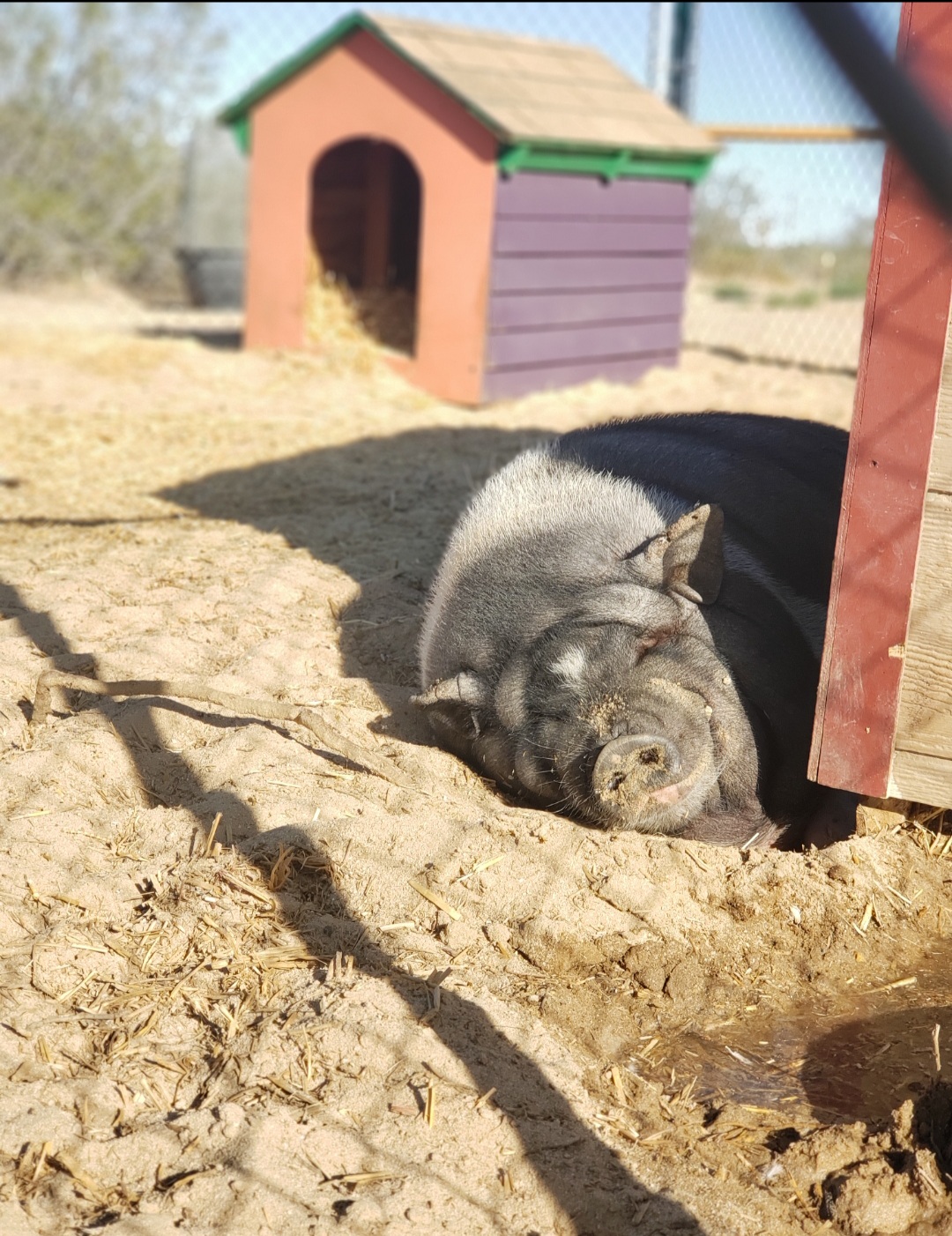 Enlarge Spoiled pot belly piggies, a Adoptable Pot Bellied in Yucca Valley, CA image 2/4