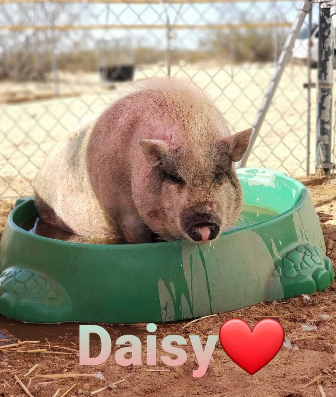 Spoiled pot belly piggies, Adult Female unknown