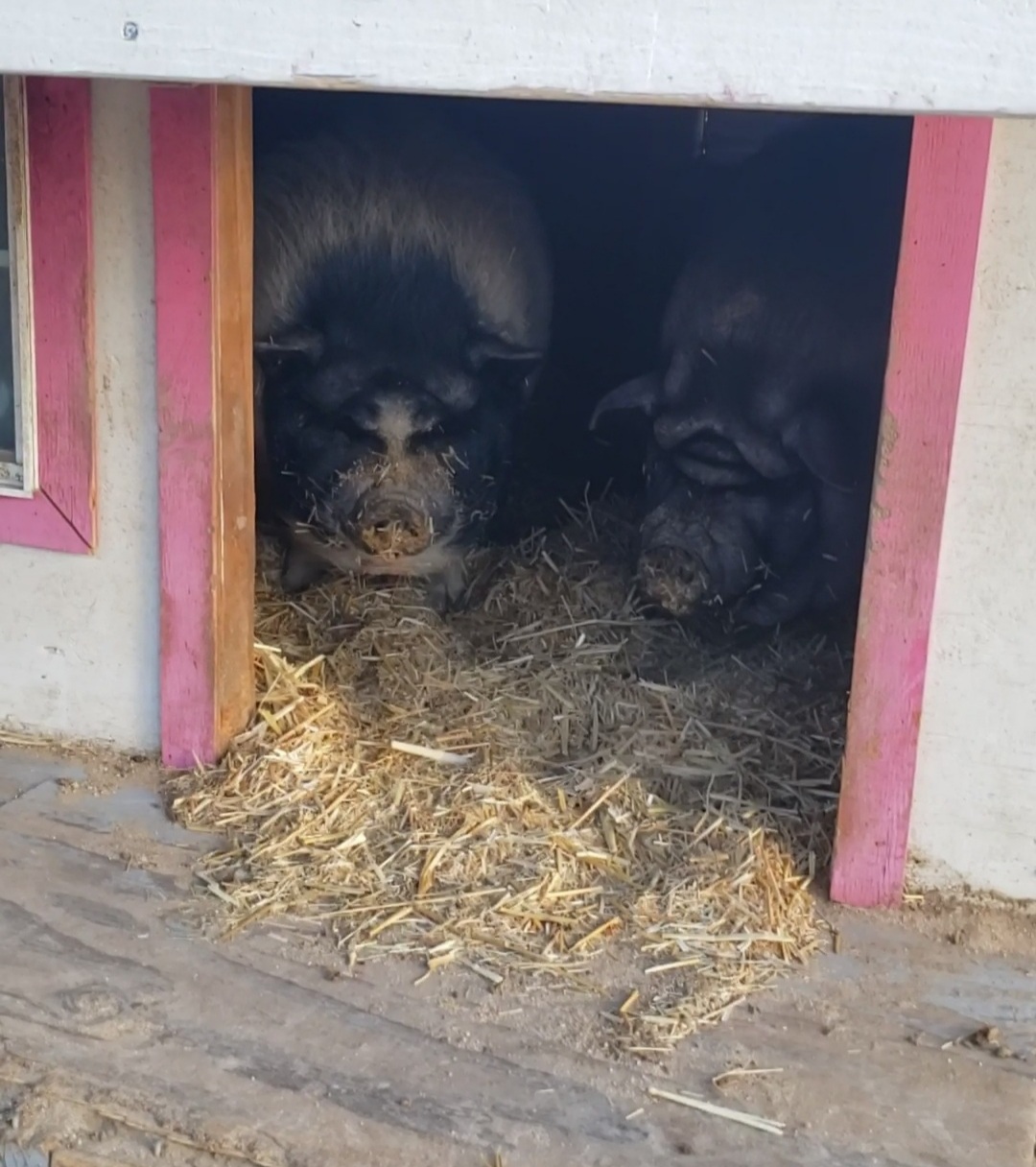 Enlarge Spoiled pot belly piggies, a Adoptable Pot Bellied in Yucca Valley, CA image 4/4
