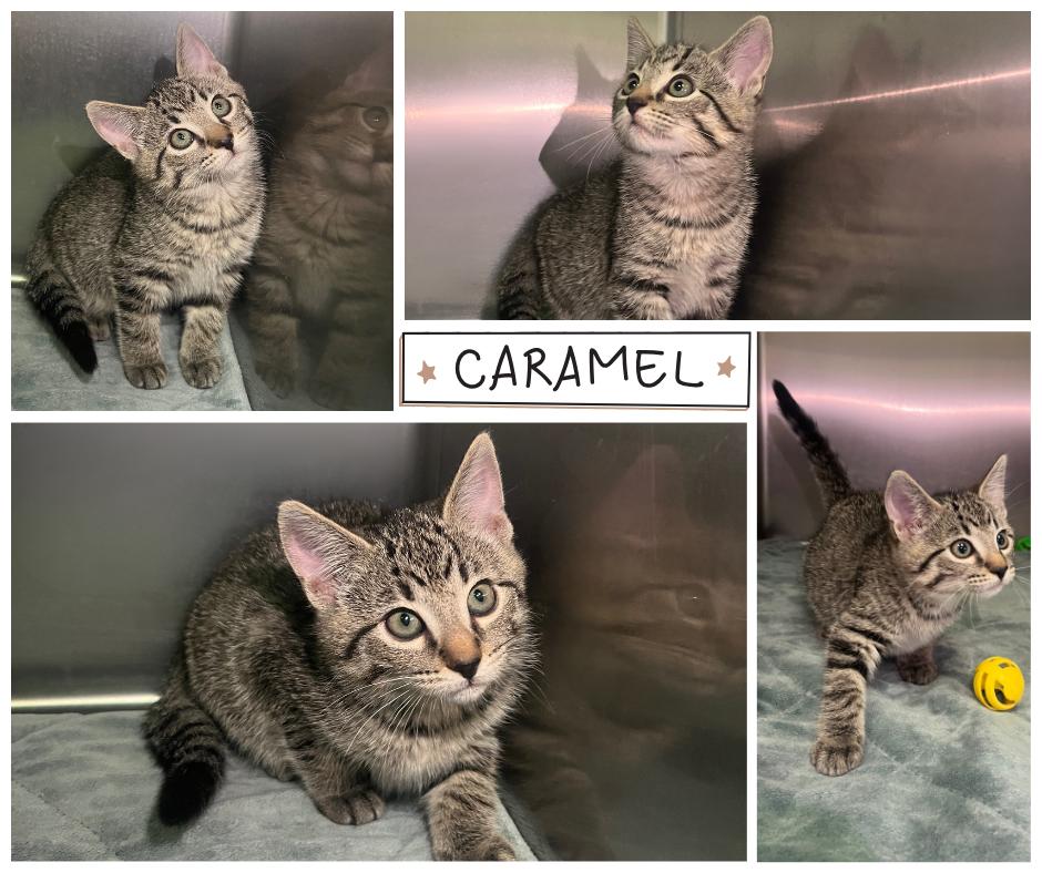 Caramel, Adoptable, Kitten Female Domestic Short Hair.