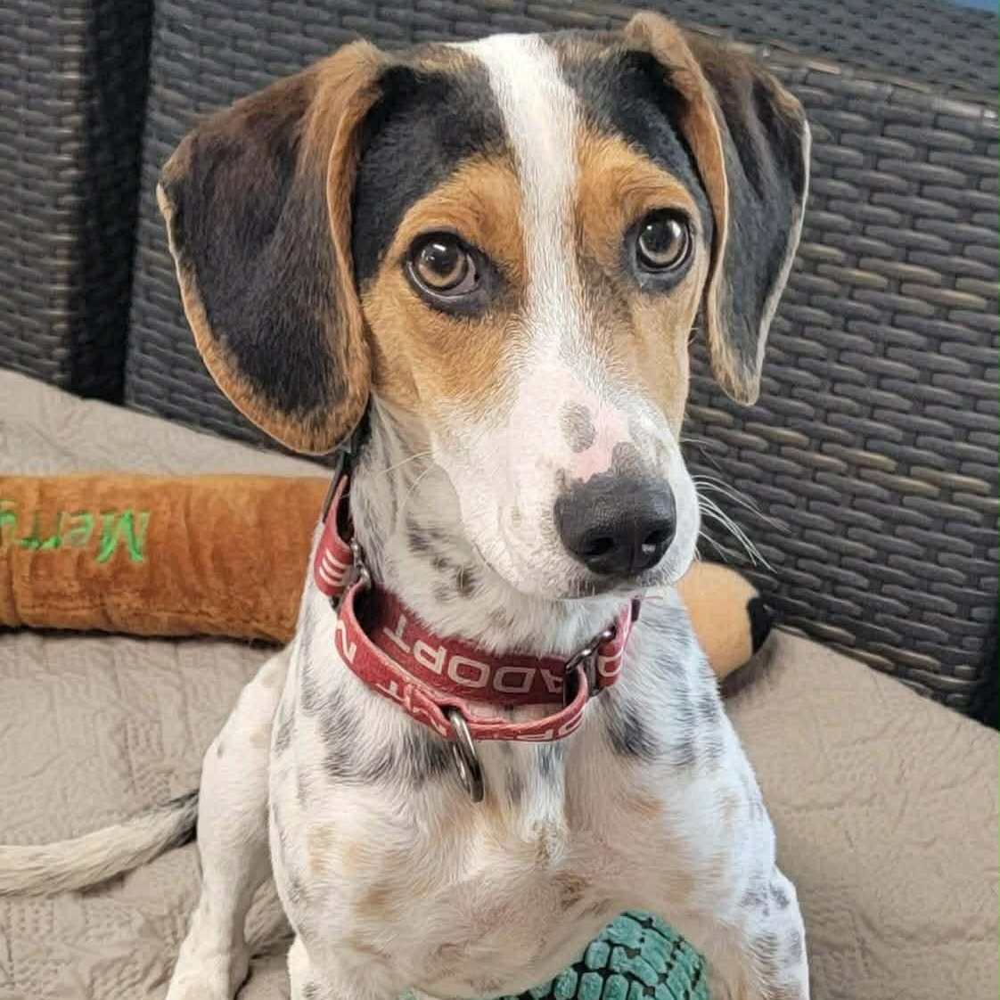 Enlarge Guinness, an adoptable Hound in Sunderland, MD image 2/5
