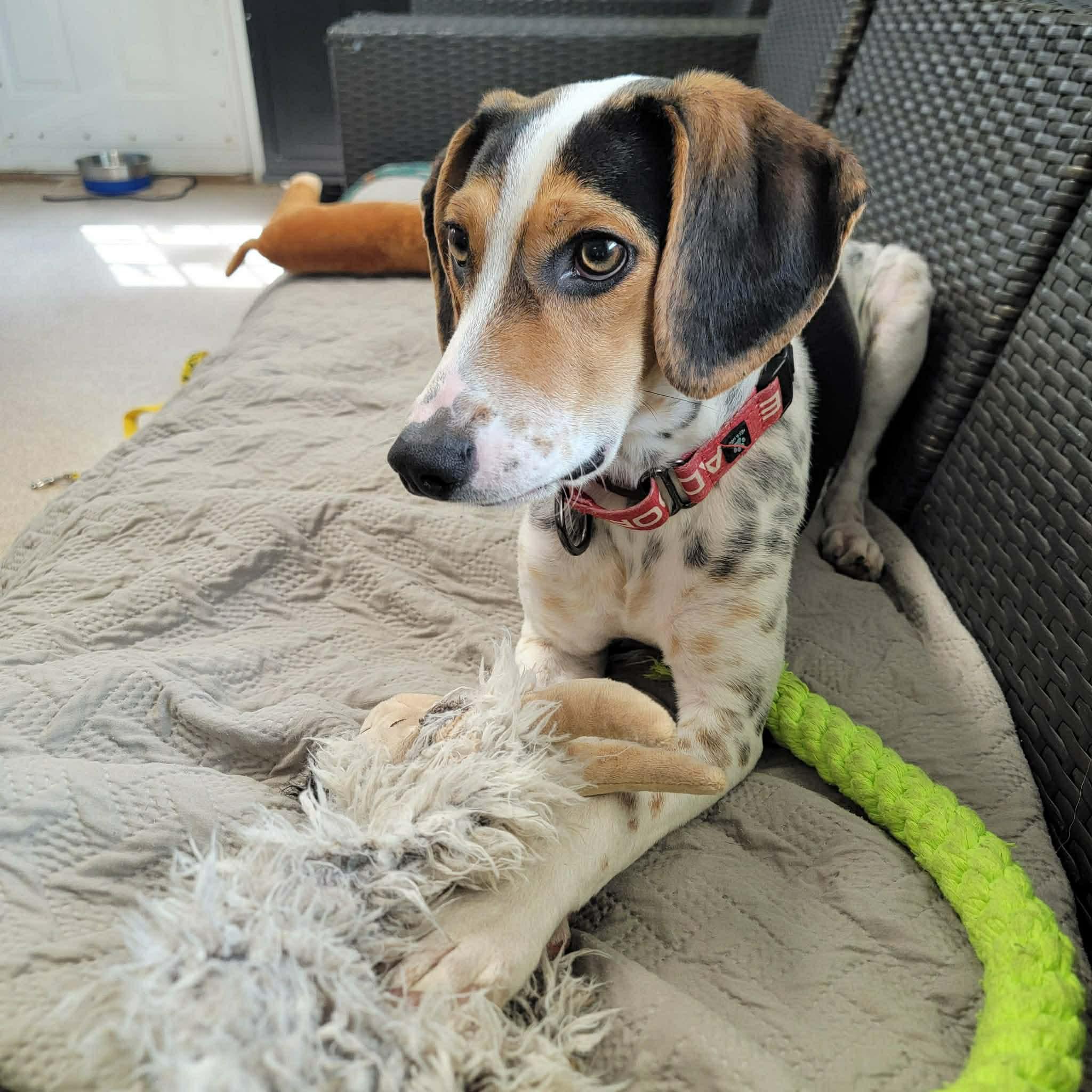 Enlarge Guinness, an adoptable Hound in Sunderland, MD image 5/5