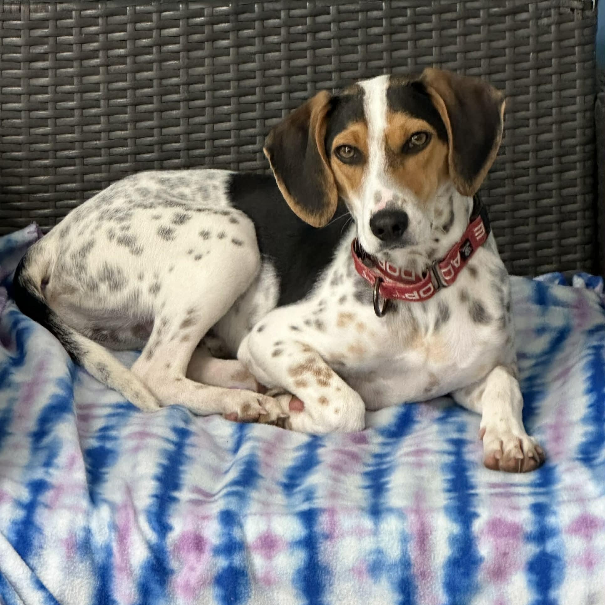 Enlarge Guinness, an adoptable Hound in Sunderland, MD image 1/5