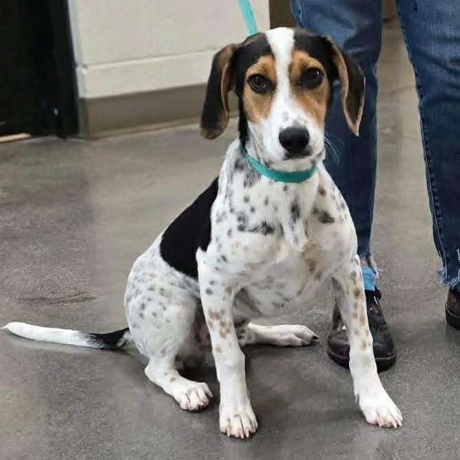 Guinness, adoptable, Young Male Hound.
