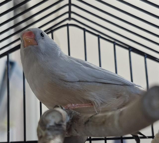 EGGS, Adoptable, Adult Female Finch.