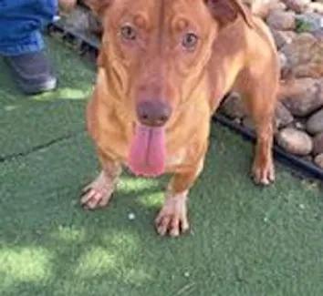 Holly, Adoptable, Young Female Dachshund.