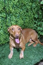 Holly, a Adoptable mixed breed in SAN DIEGO, CA image 2/2